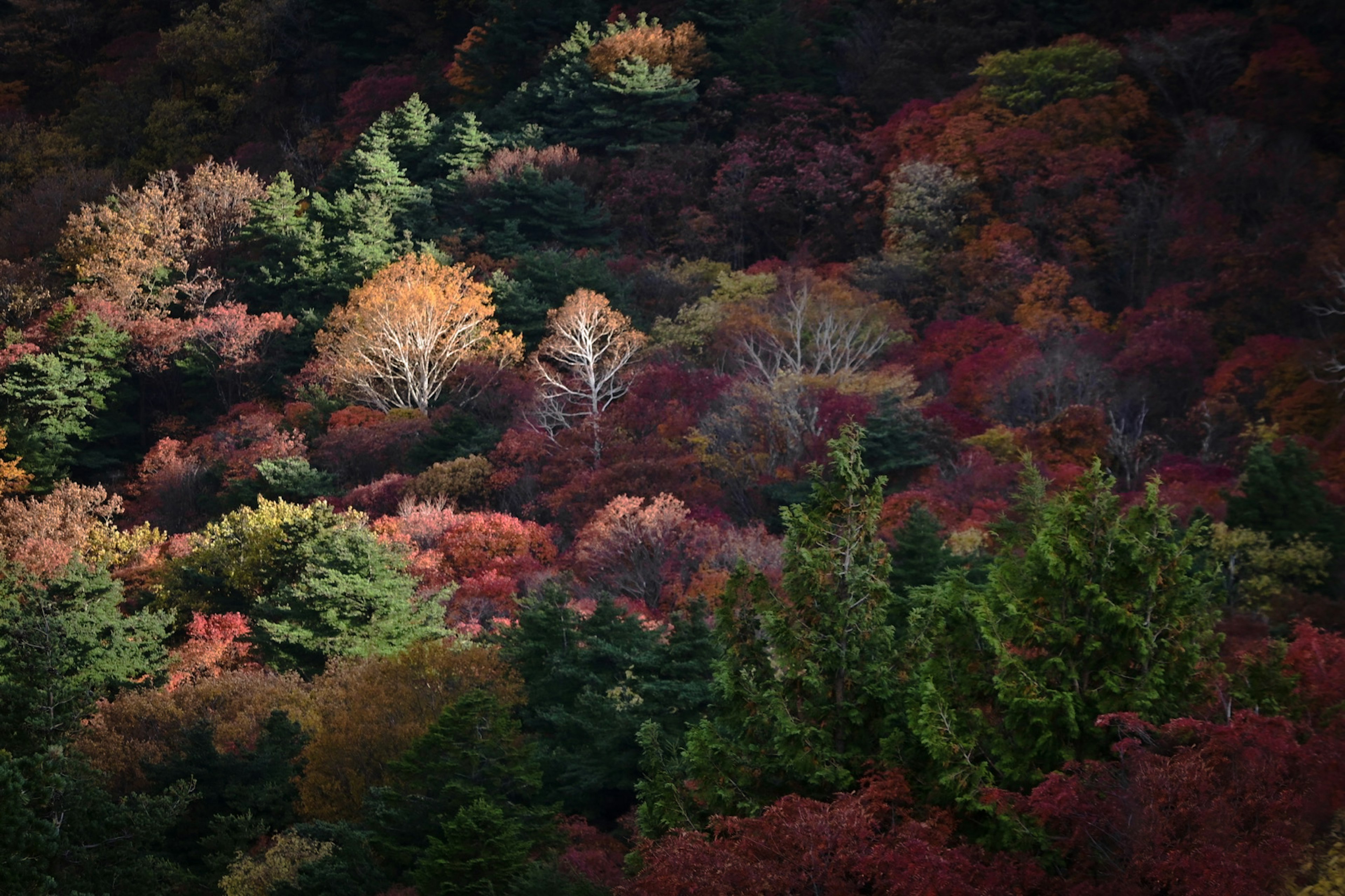 秋の色とりどりの木々が広がる風景