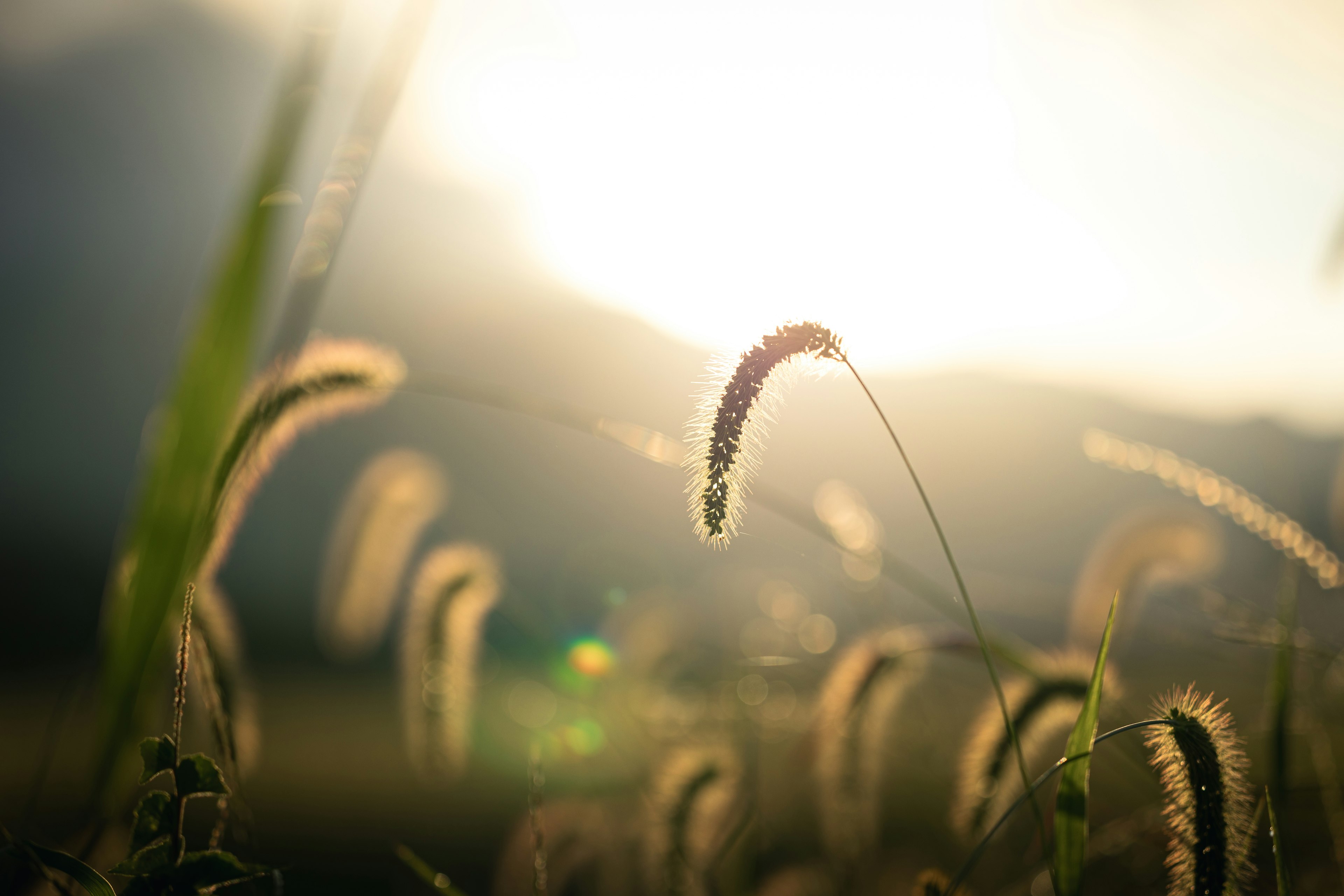 柔らかい光に照らされた穂のある草原の風景