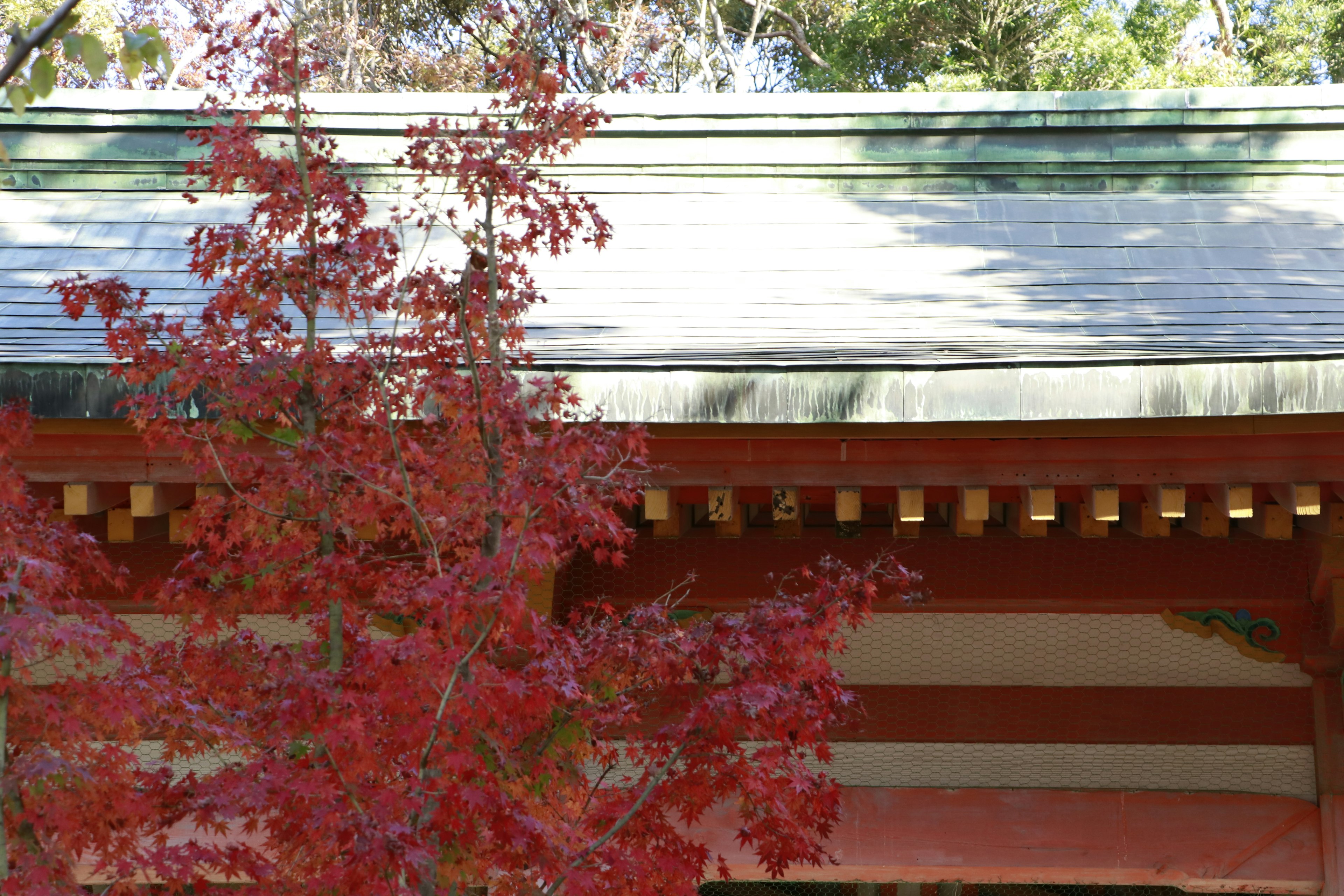 View of a traditional roof with vibrant red maple leaves in the foreground