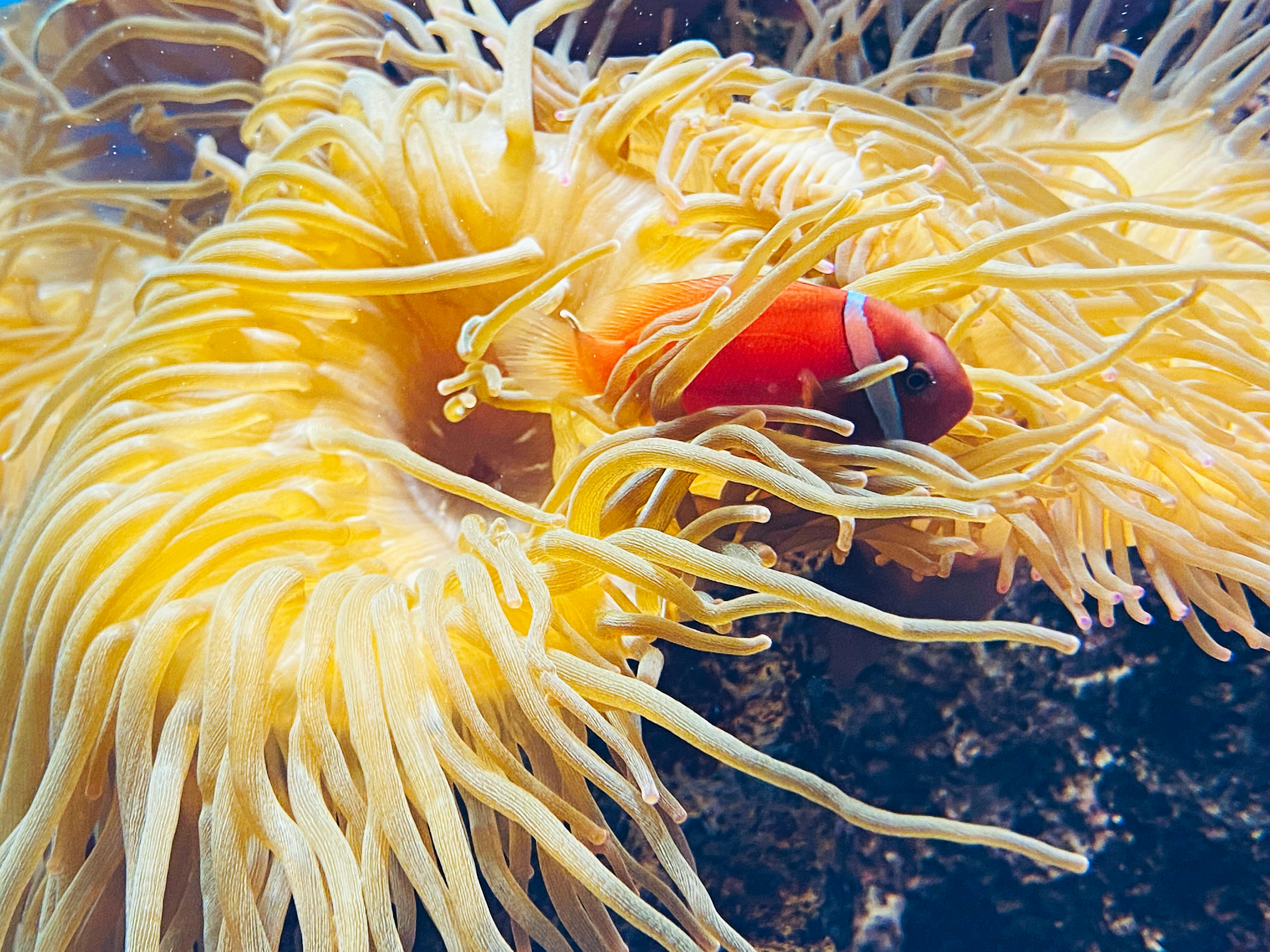 Anemone di mare vivace con un pesce pagliaccio annidato tra i suoi tentacoli