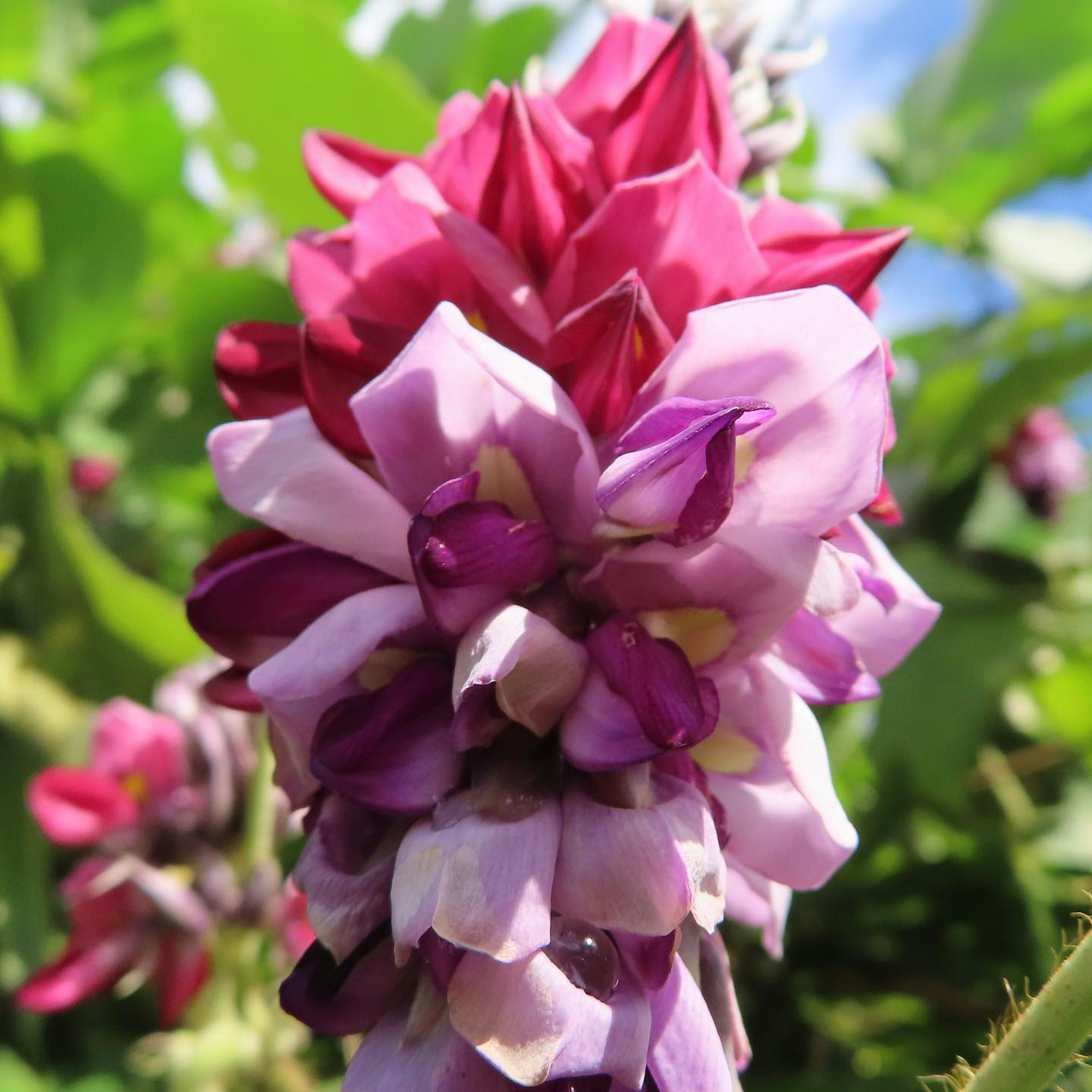 Cluster aus lebhaften Blumen in Rosa- und Lilatönen