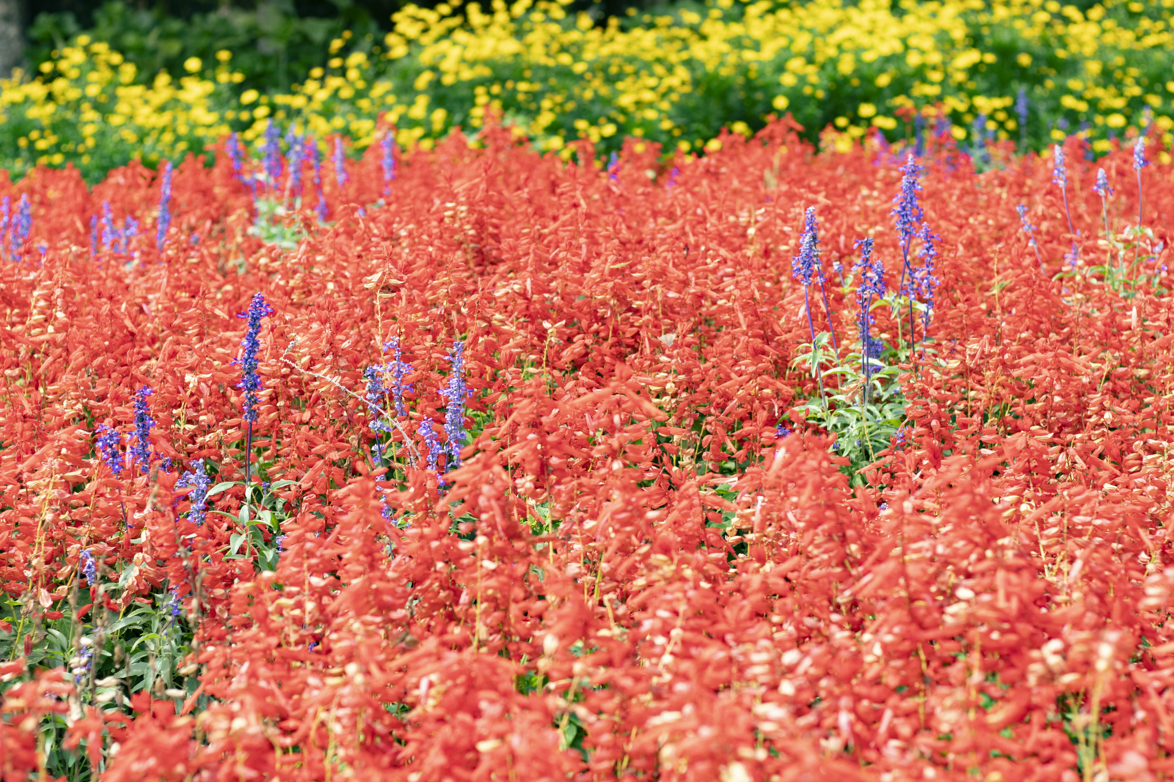 Champs de fleurs colorées avec des fleurs rouges et violettes