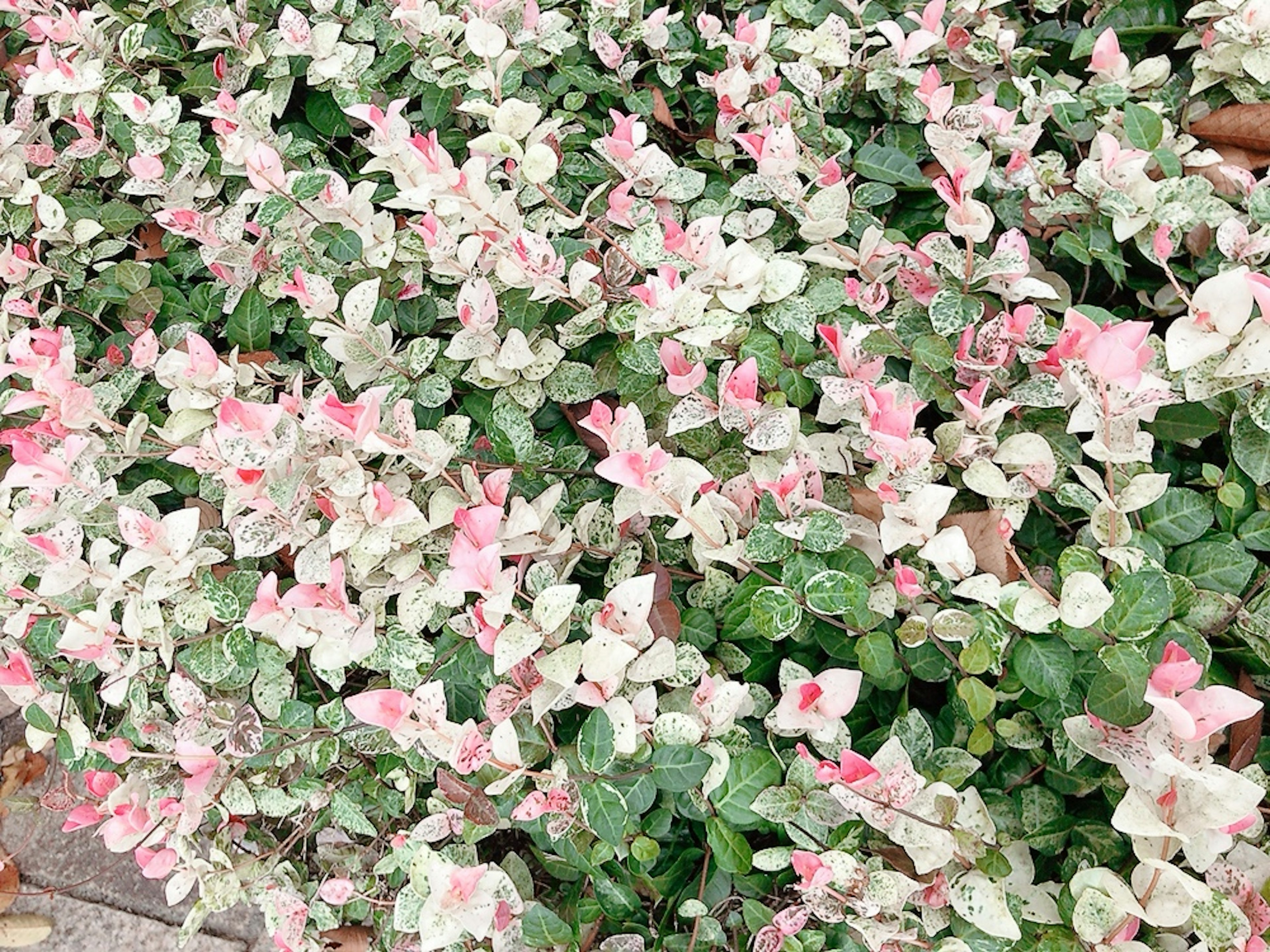 Un bellissimo gruppo di piante con foglie bianche e rosa