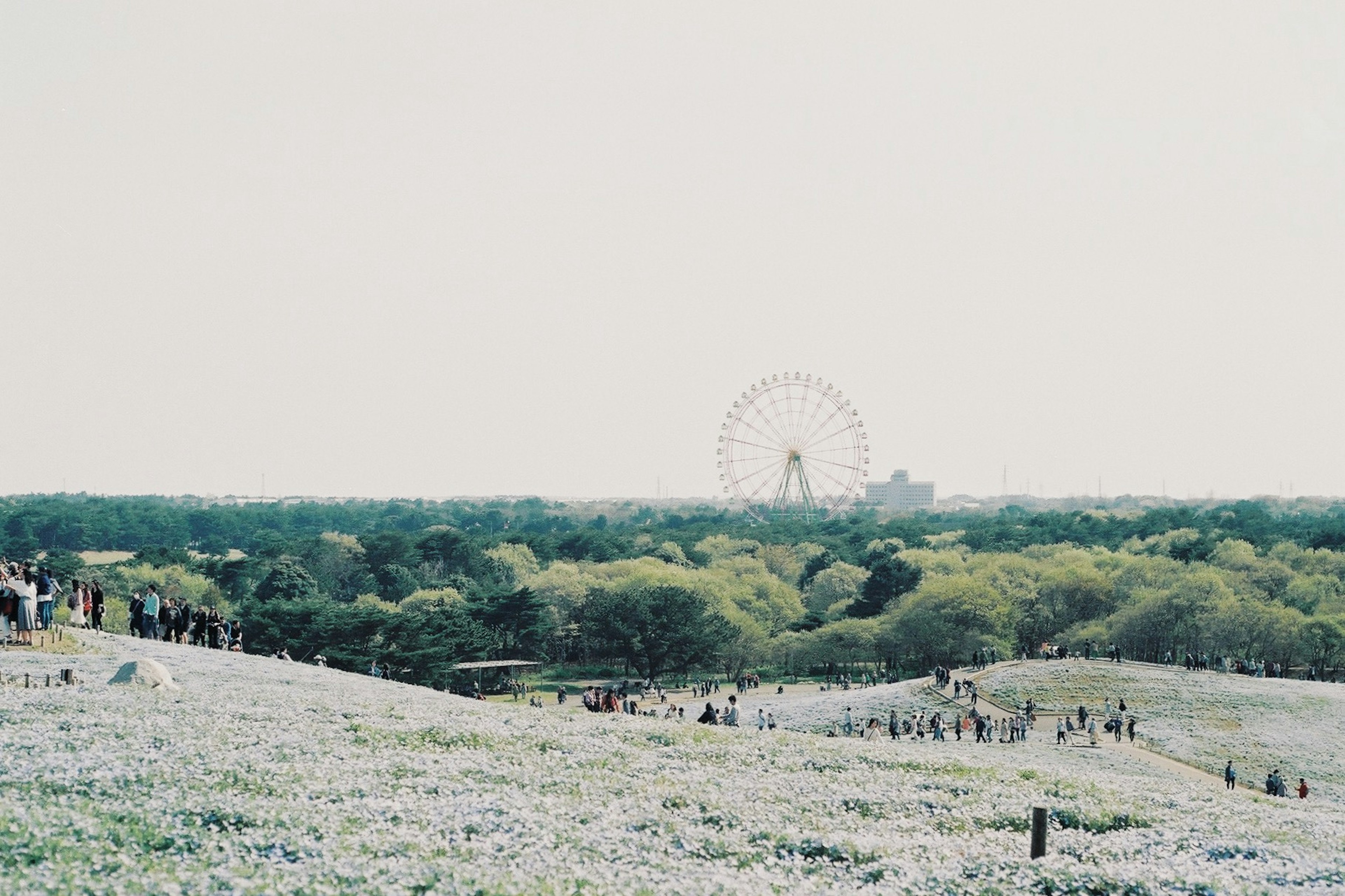 Landschaft mit blauen Blumen auf einem Hügel und einem Riesenrad im Hintergrund