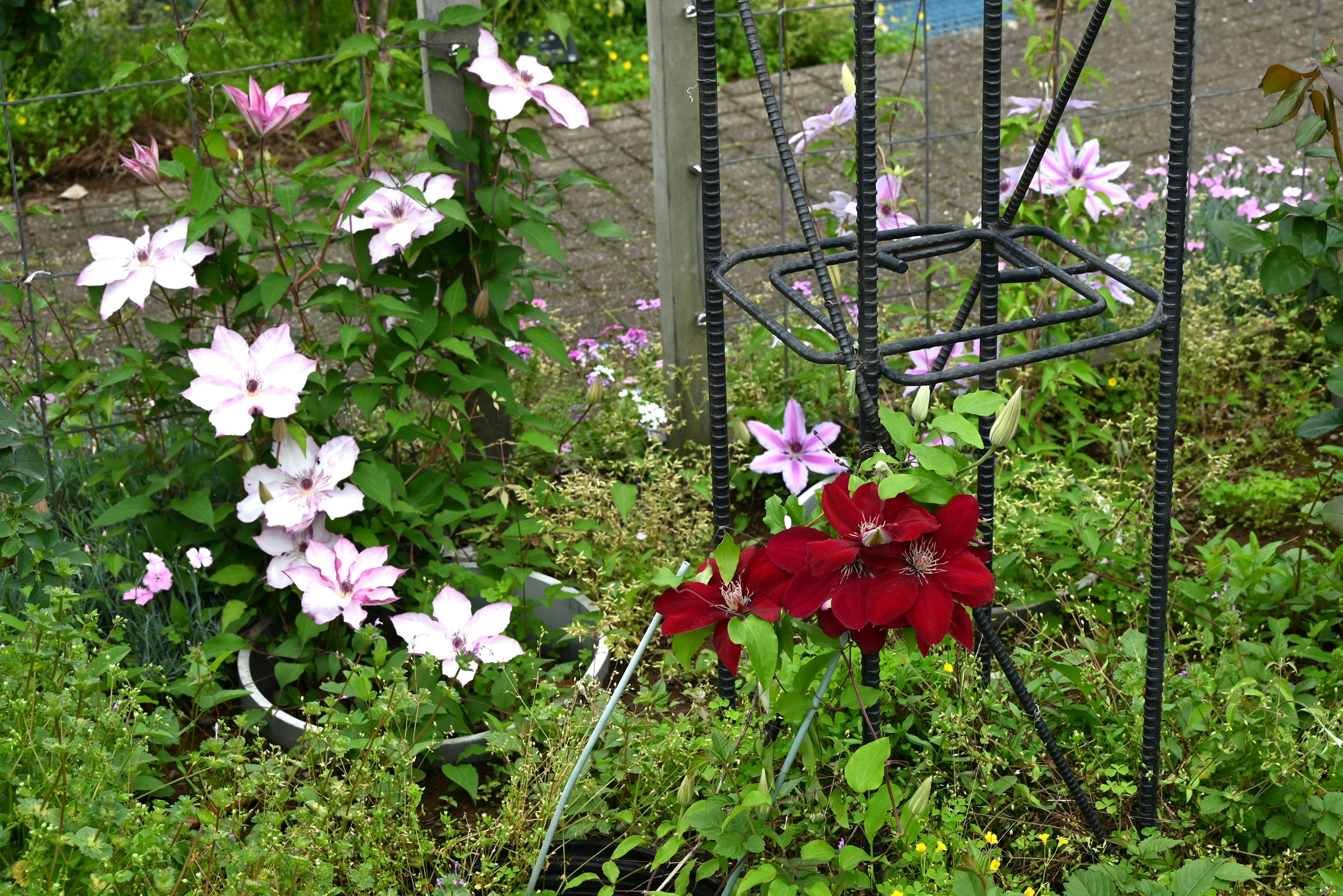 Fleurs roses et rouges en fleurs dans un jardin avec un treillis en métal