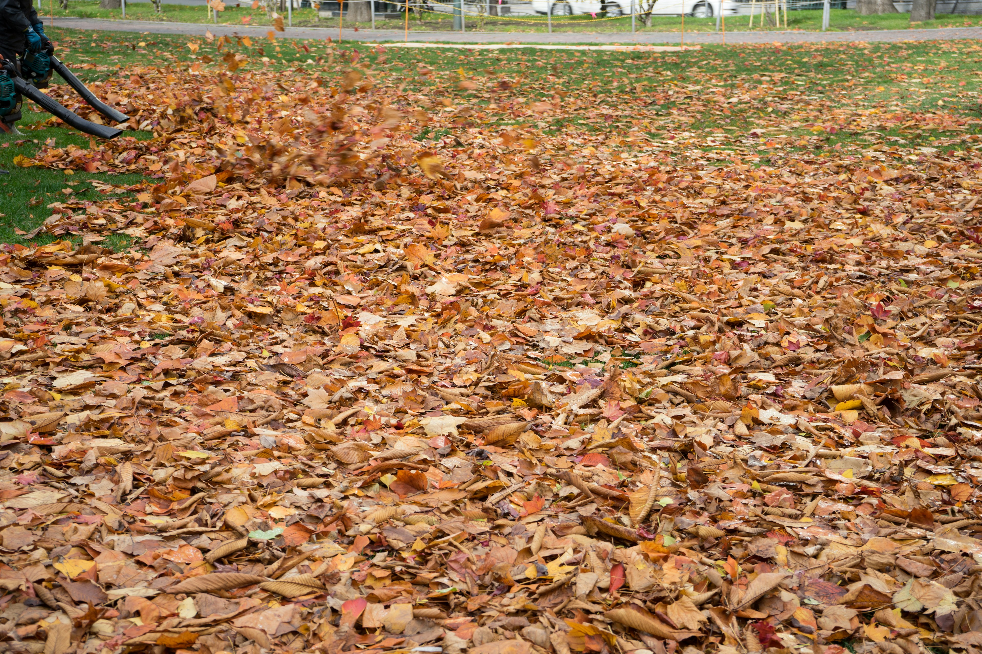 Escena de recolección de hojas de otoño con un soplador de hojas