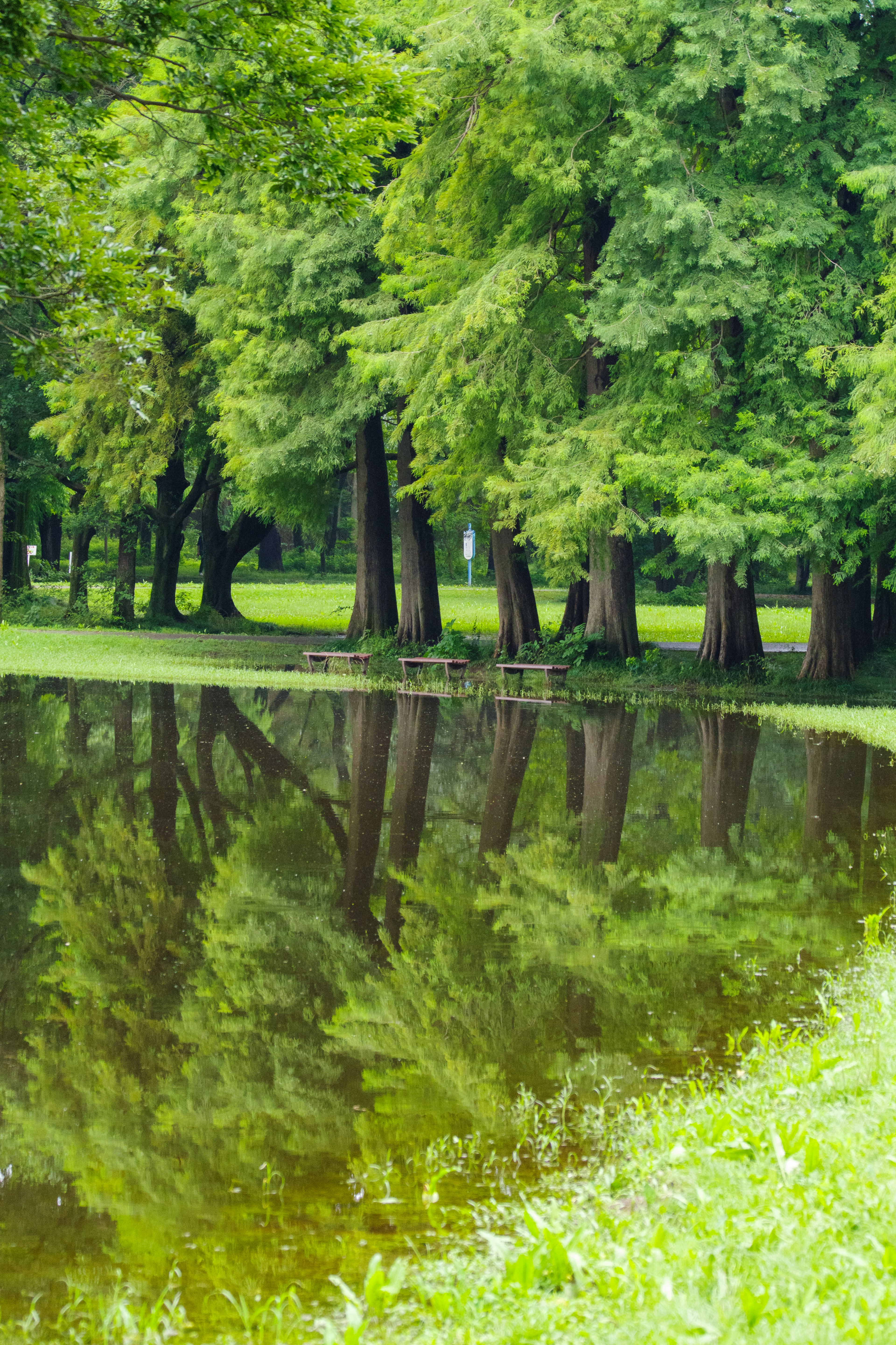 Calm pond reflecting lush green trees