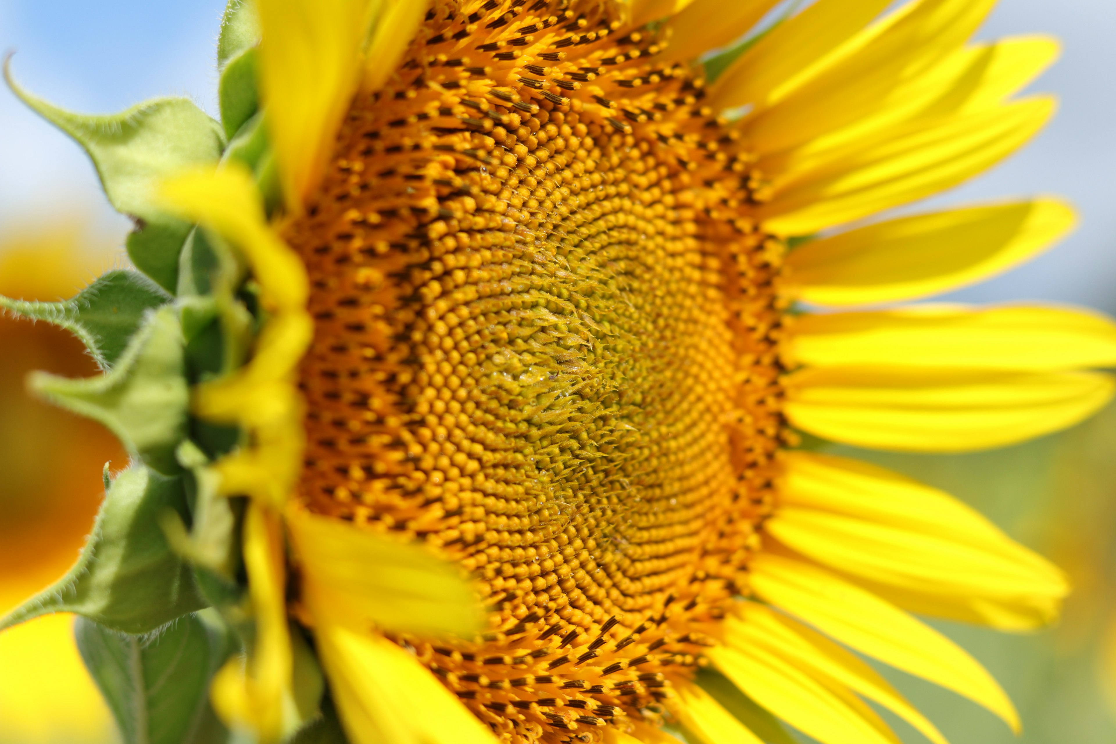 Immagine ravvicinata di un girasole giallo brillante che mostra i semi al centro