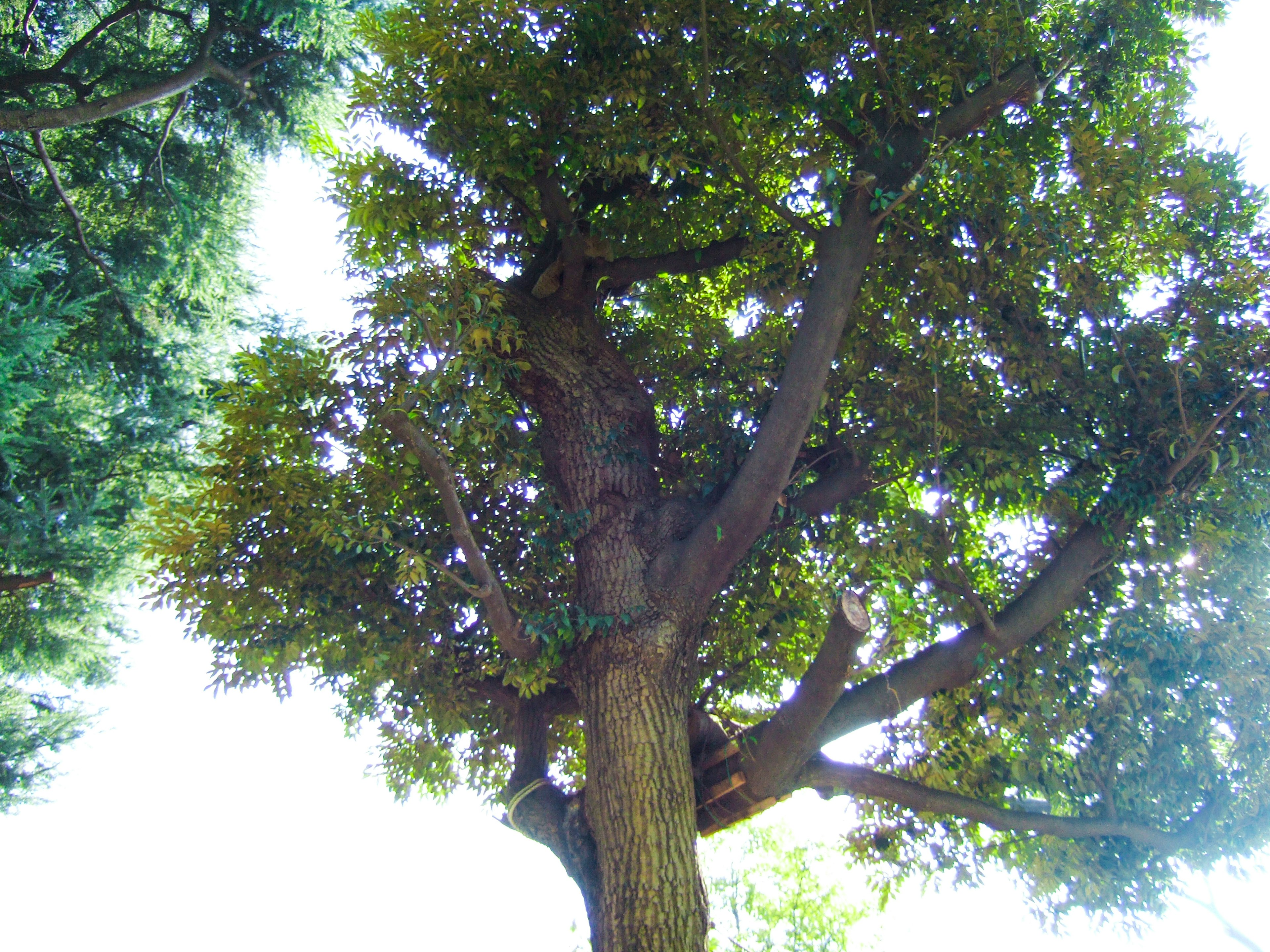 Vista dal basso di un grande albero con fogliame verde lussureggiante