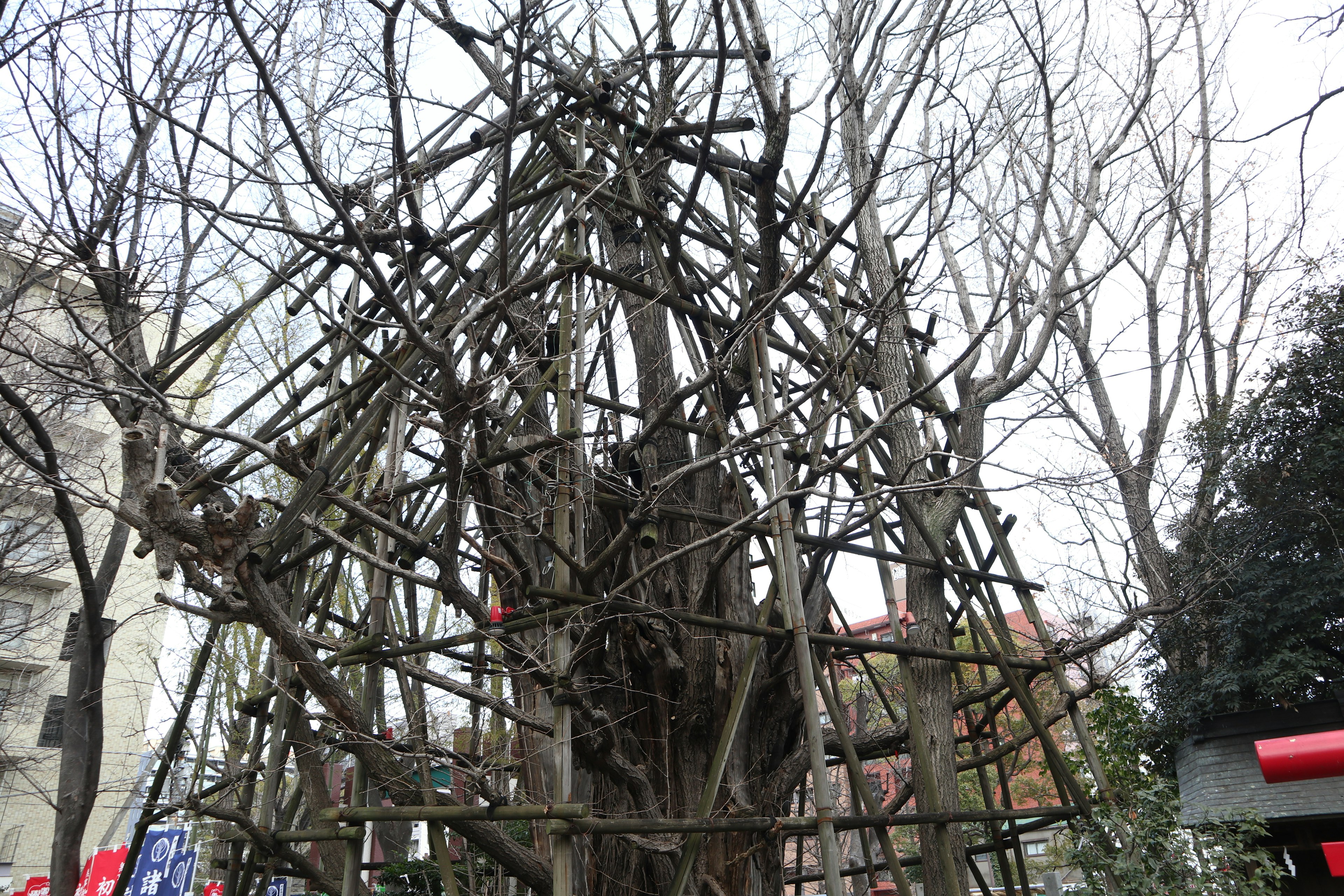 Paisaje urbano con un árbol esquelético y una estructura de soporte de ramas