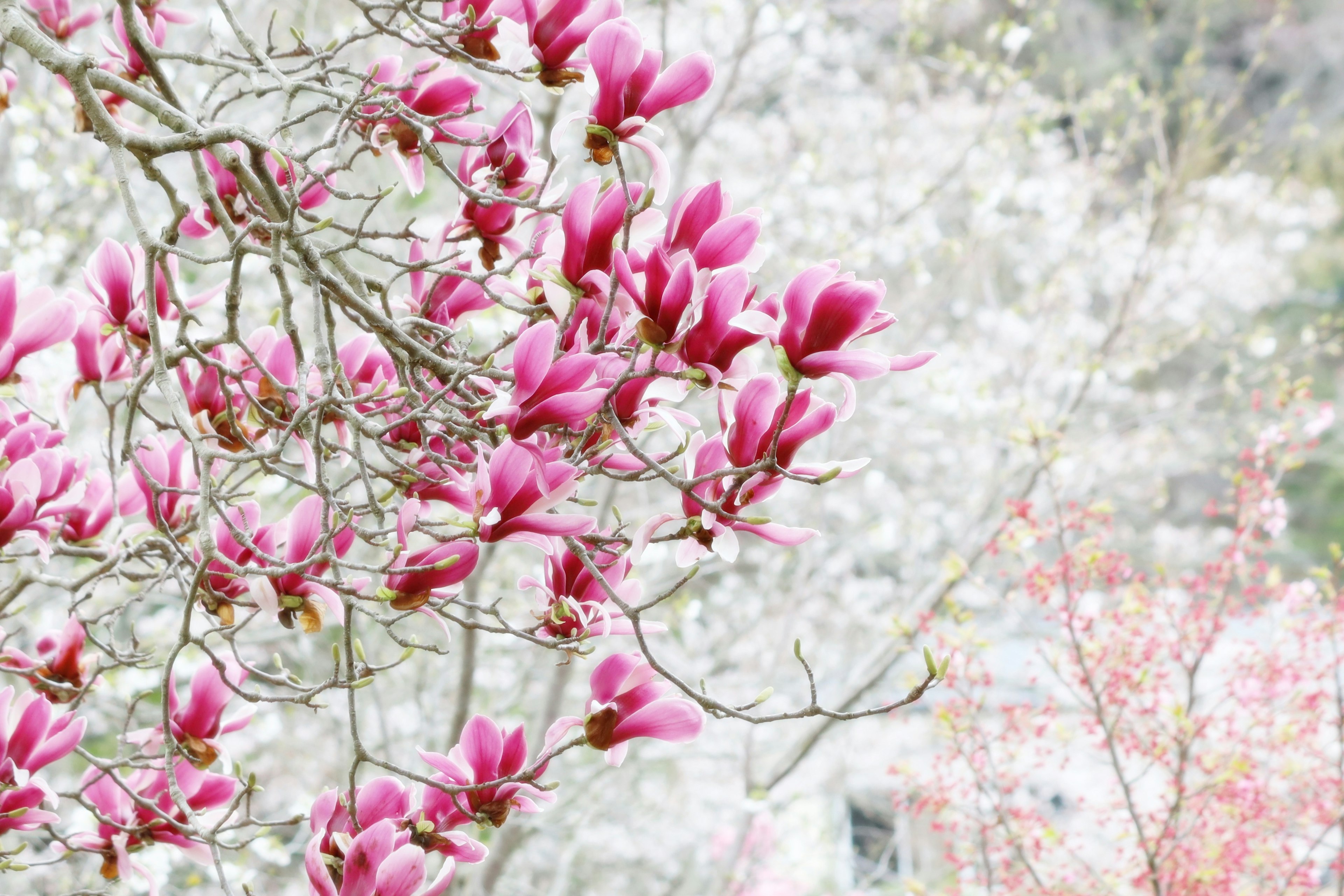 Bunga magnolia merah muda yang cerah mekar di cabang