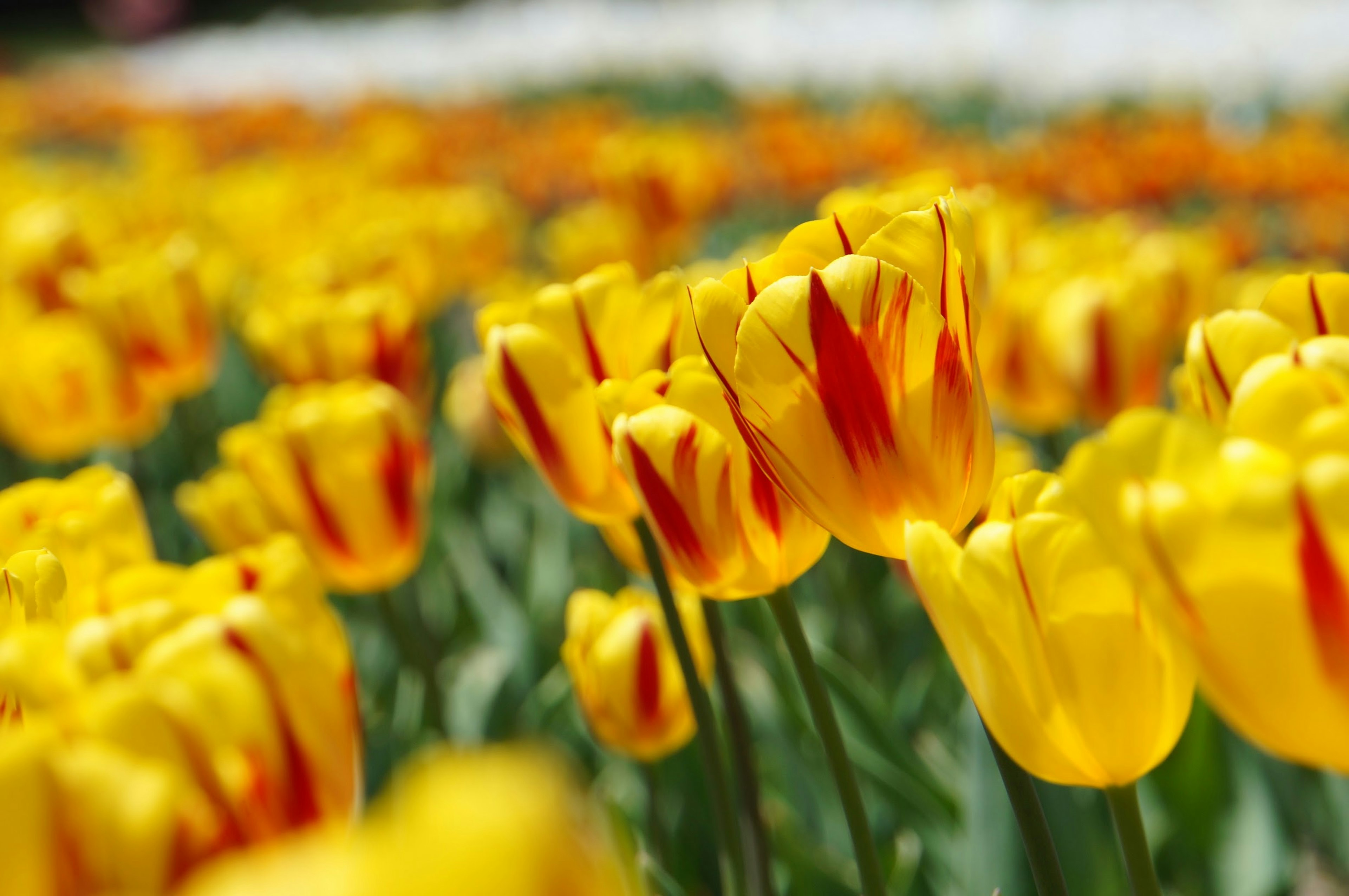 Field of vibrant yellow tulips with red tips