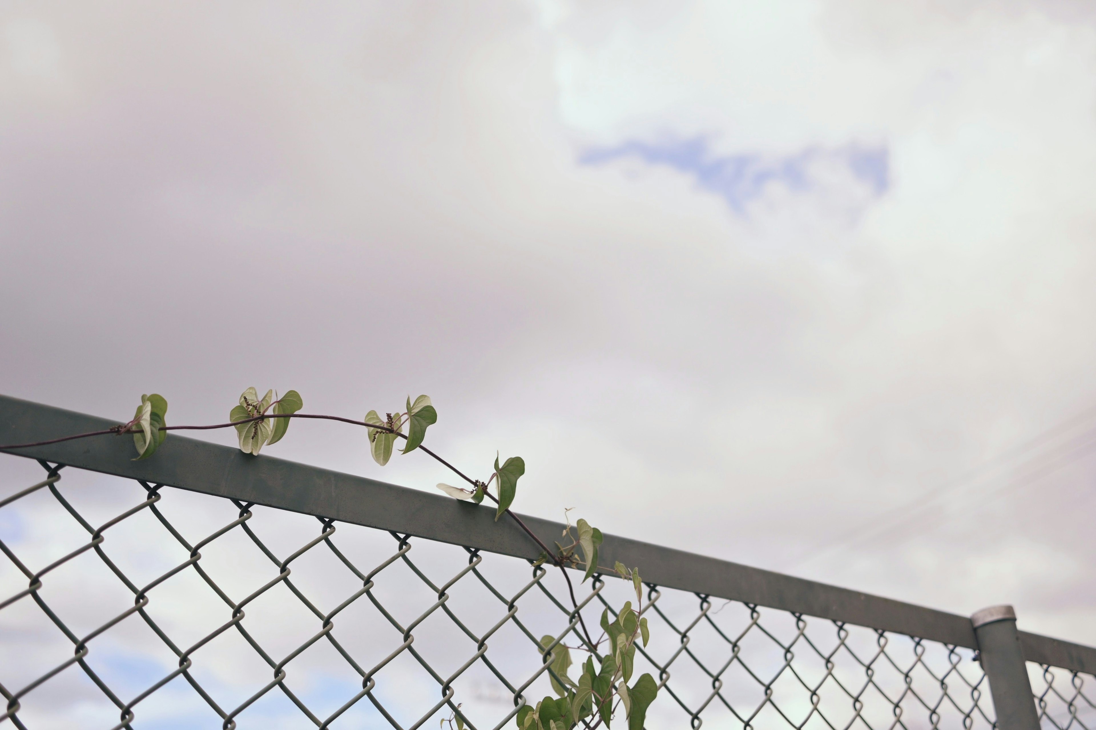 金網フェンスに絡まる緑の植物と曇り空