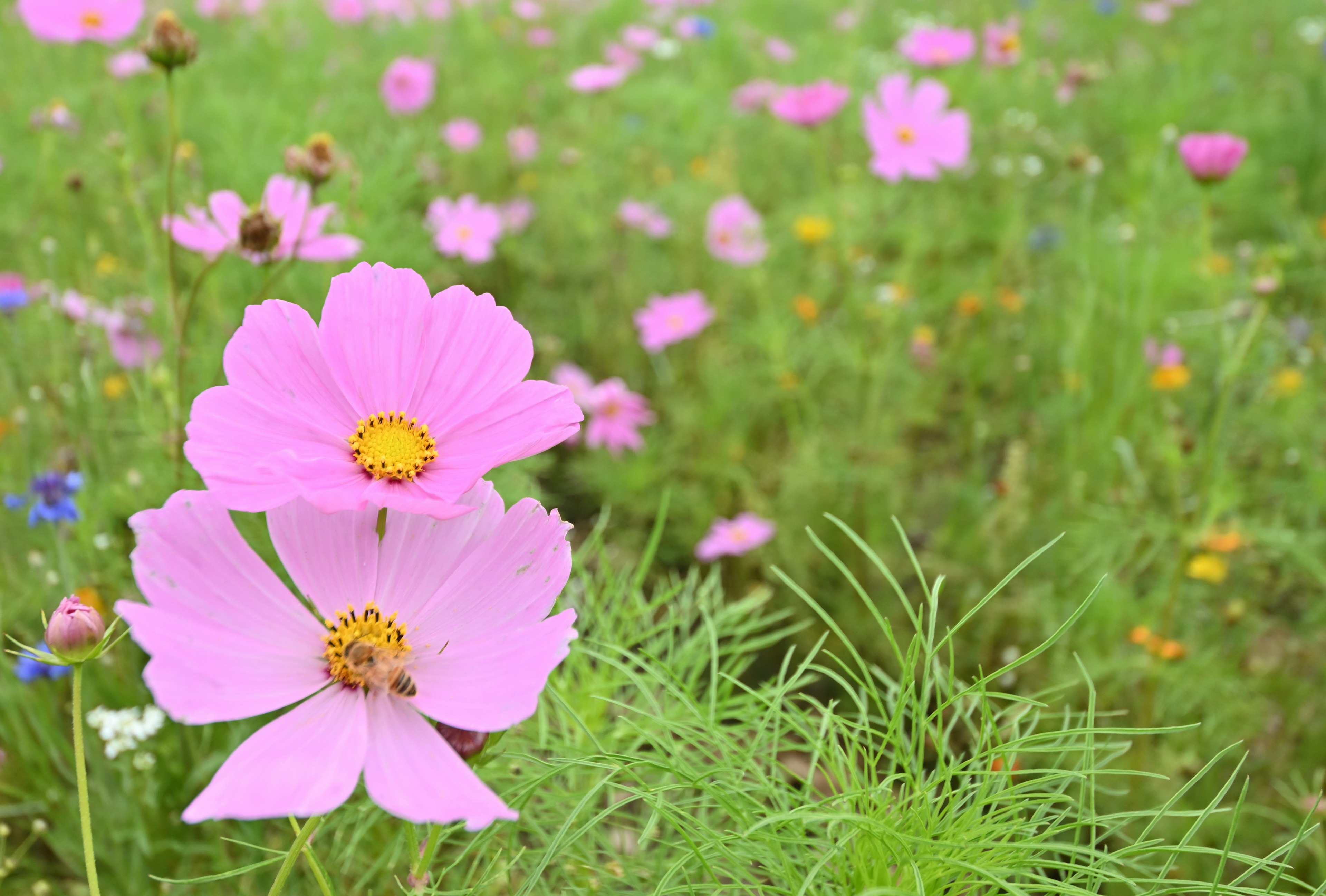 Rosa Kosmosblüten blühen in einem üppigen grünen Feld