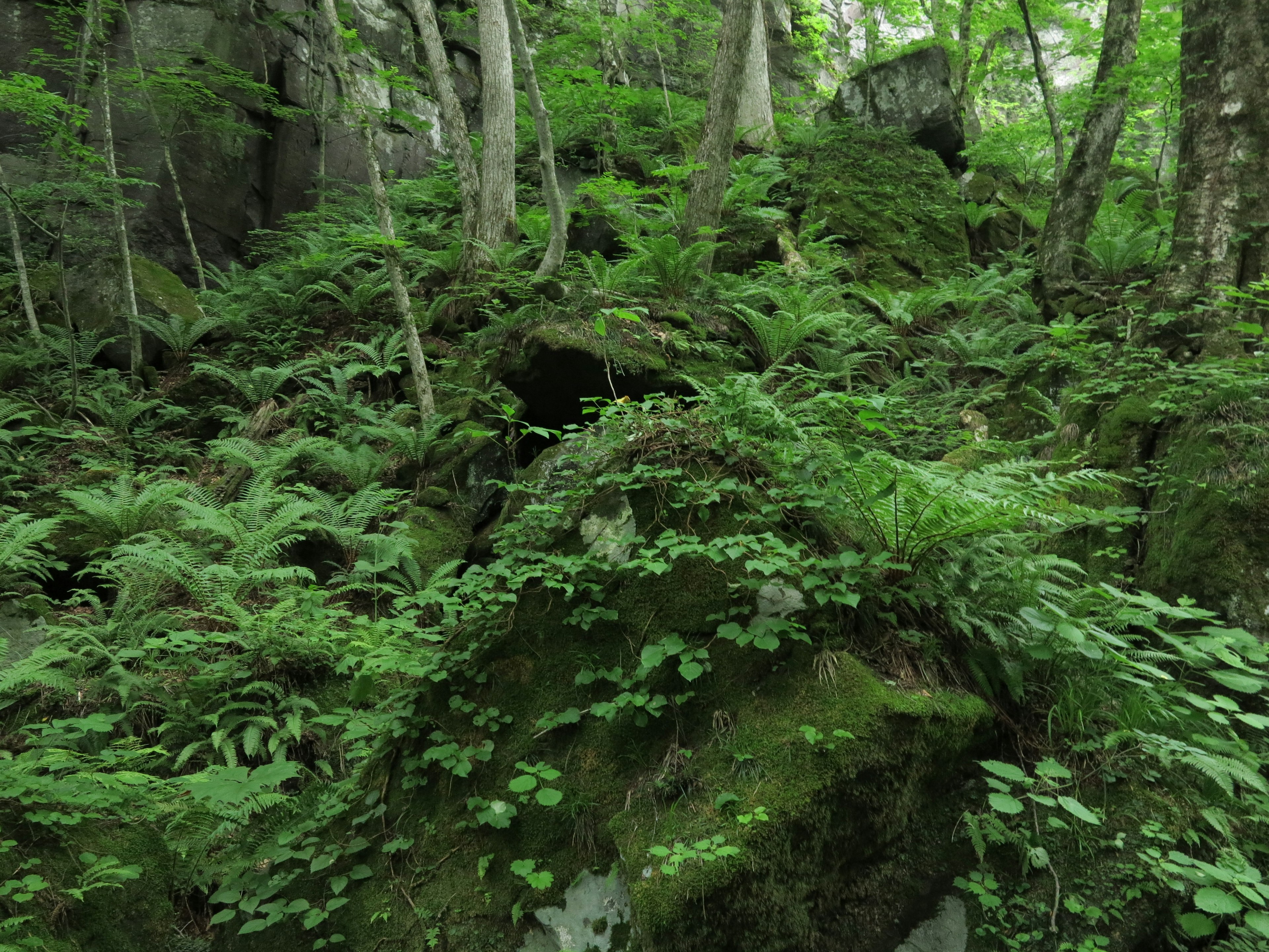 Scène de forêt verdoyante avec des rochers et des fougères