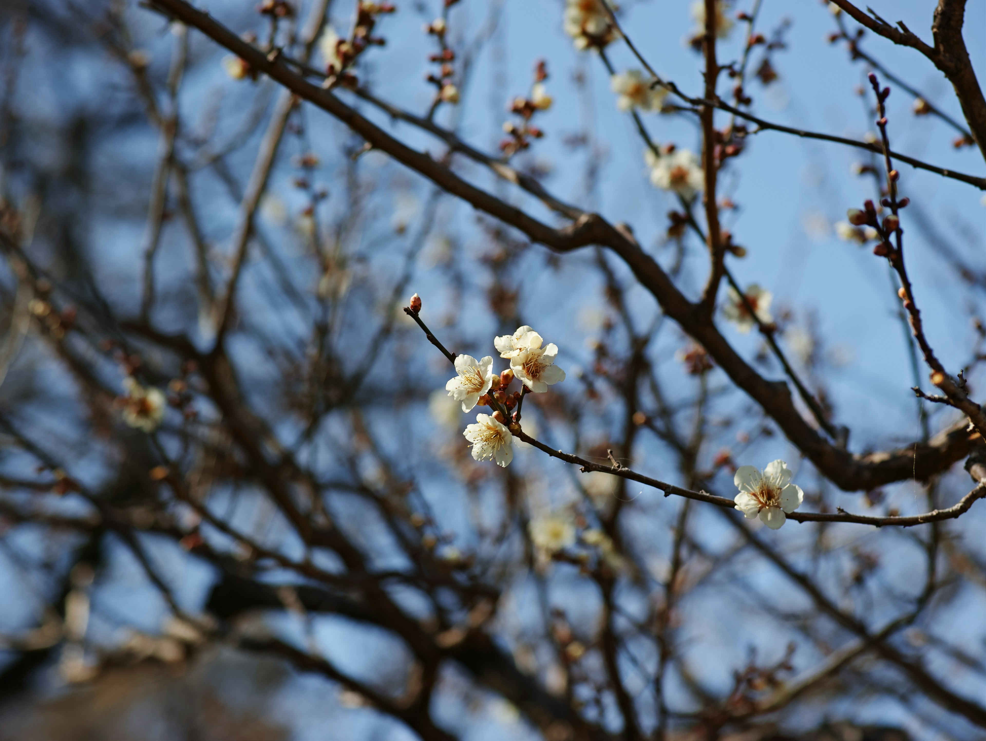 Foto de flores blancas floreciendo en ramas bajo un cielo azul