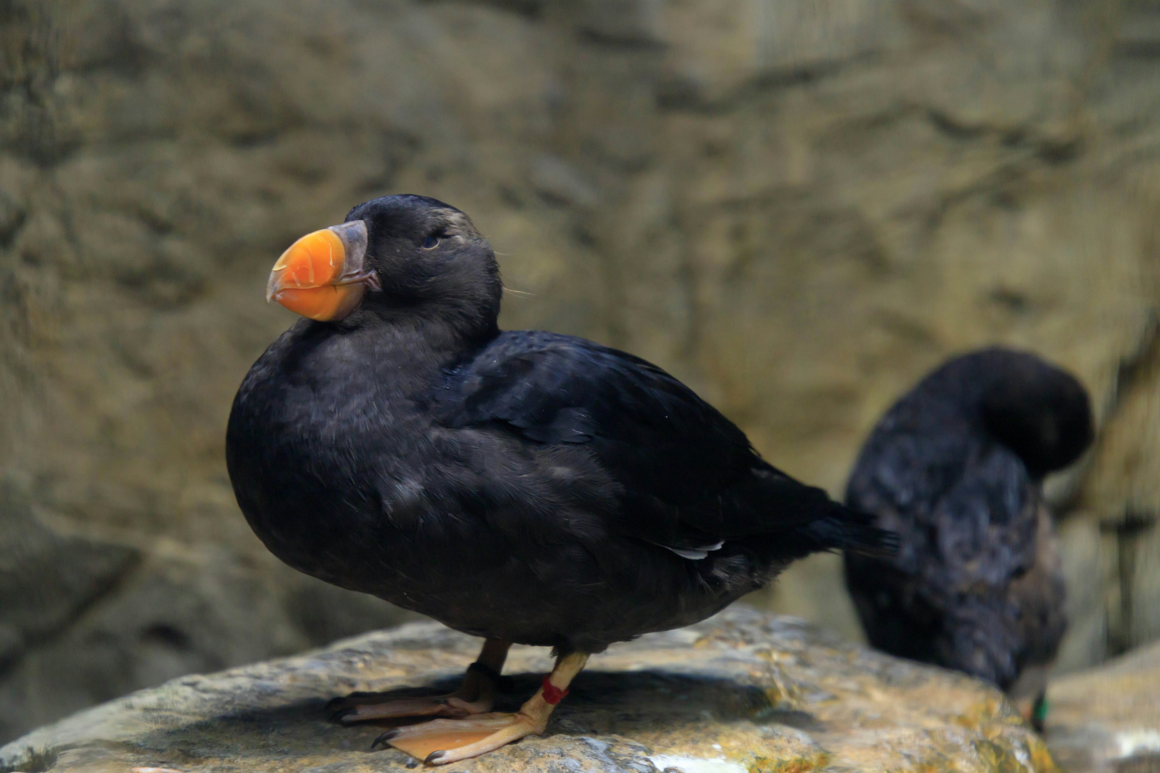 A black-feathered bird standing on a rock with an orange beak