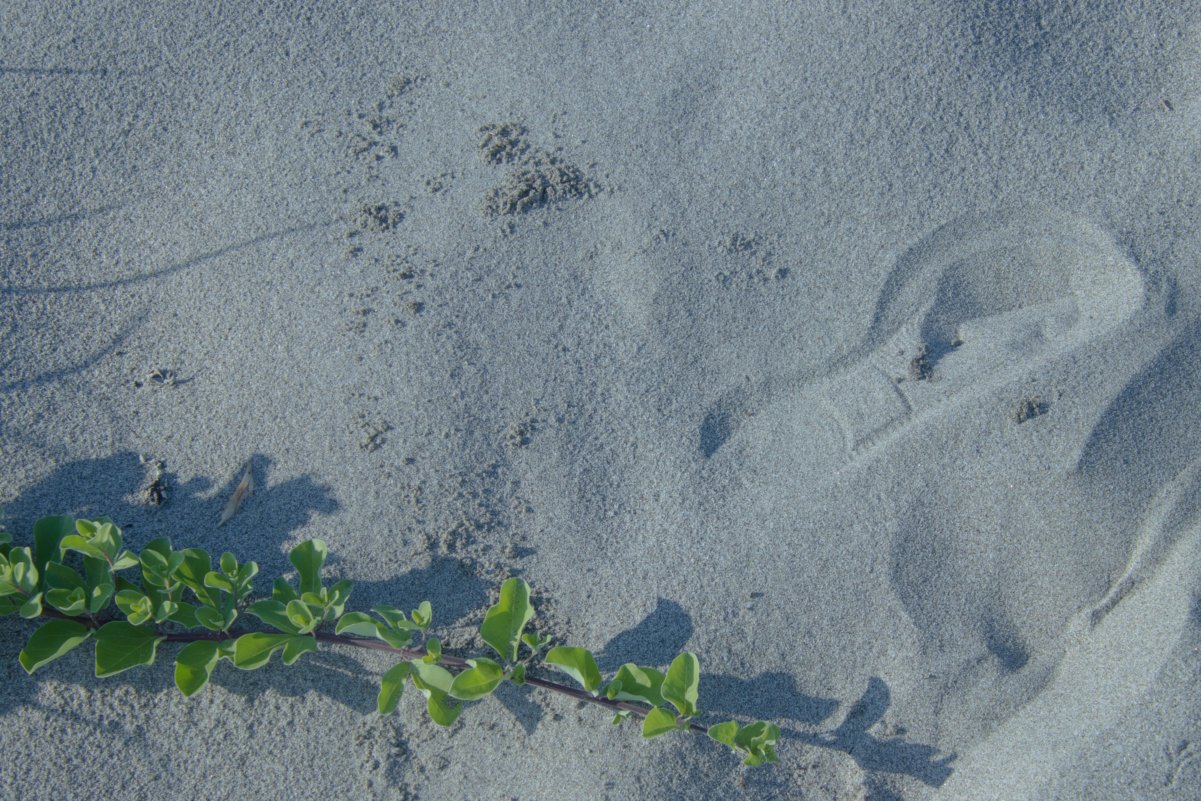 Footprint and green plant on sandy surface