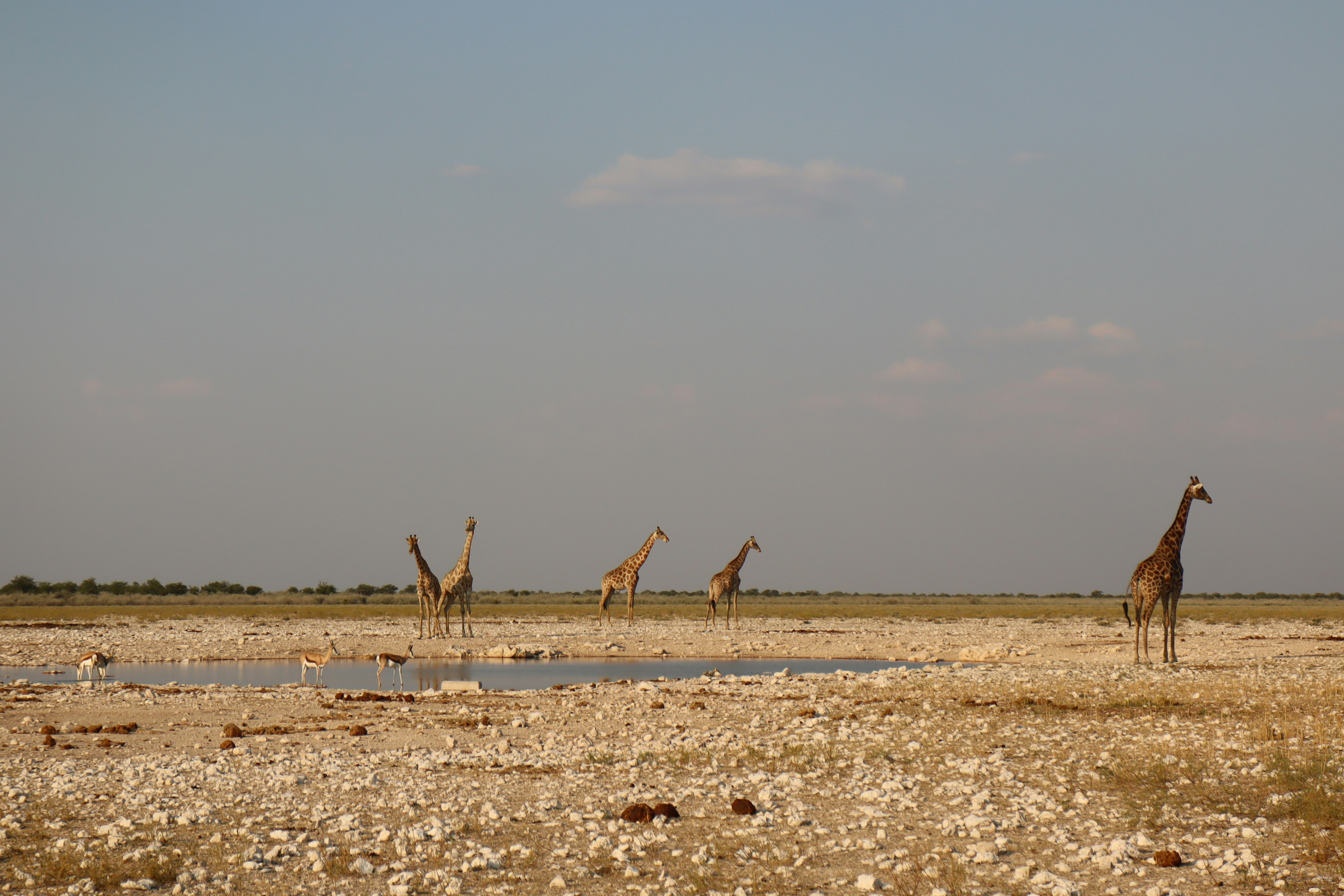 Eine Herde Giraffen an einem Wasserloch unter einem blauen Himmel