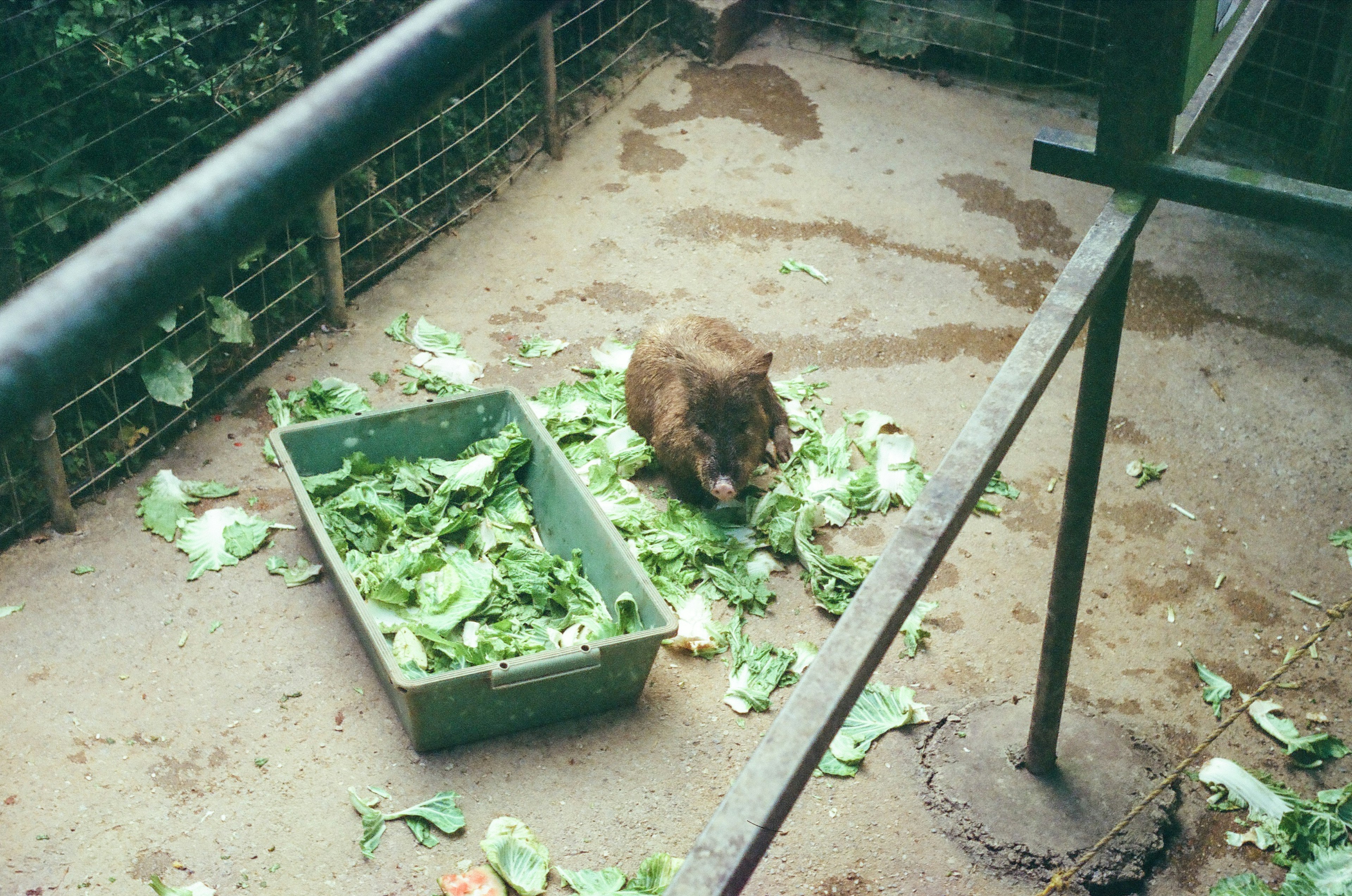 Un pequeño animal marrón comiendo entre verduras de hojas