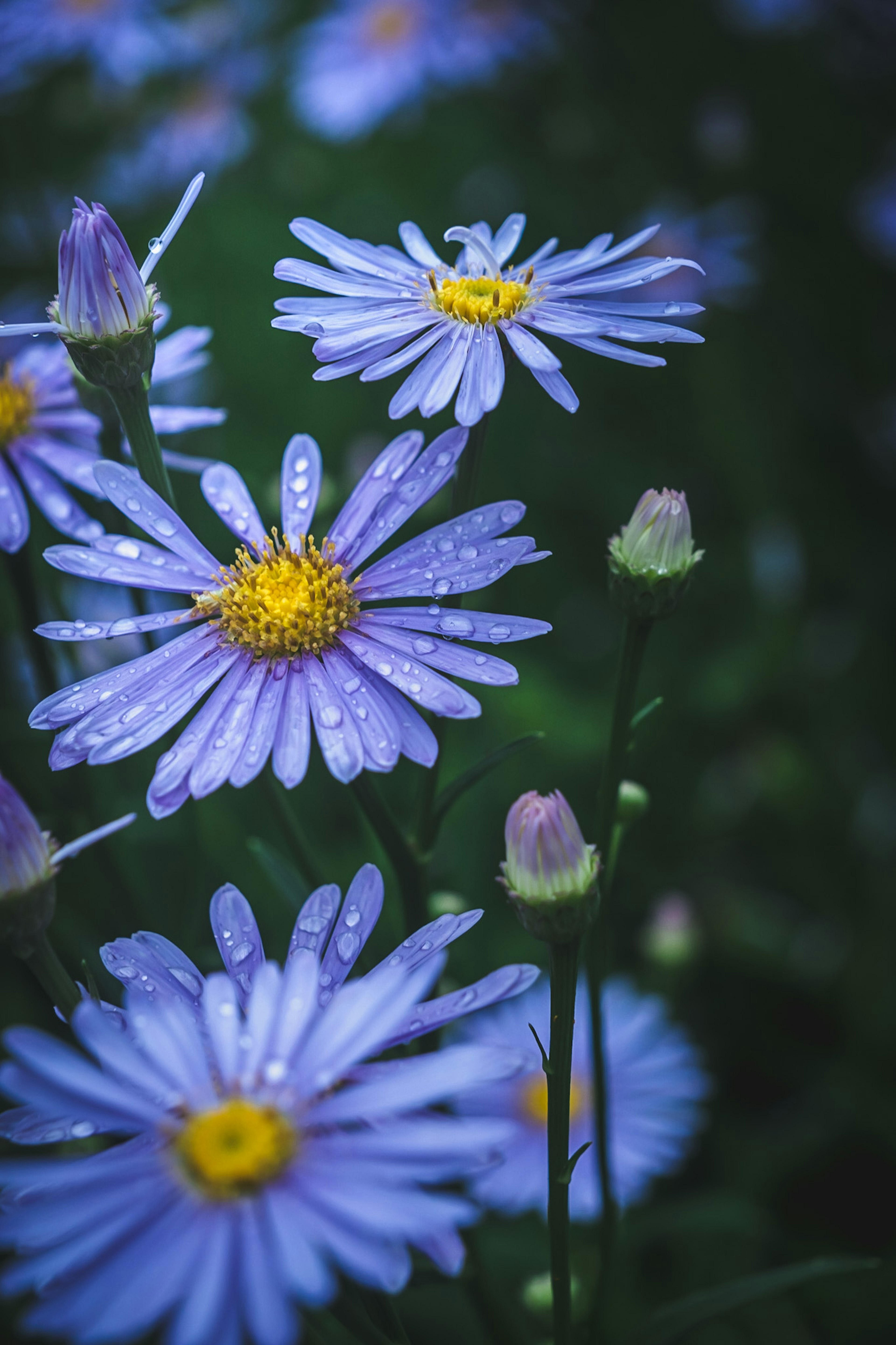 Gruppo di margherite con petali viola e centri gialli adornati di gocce