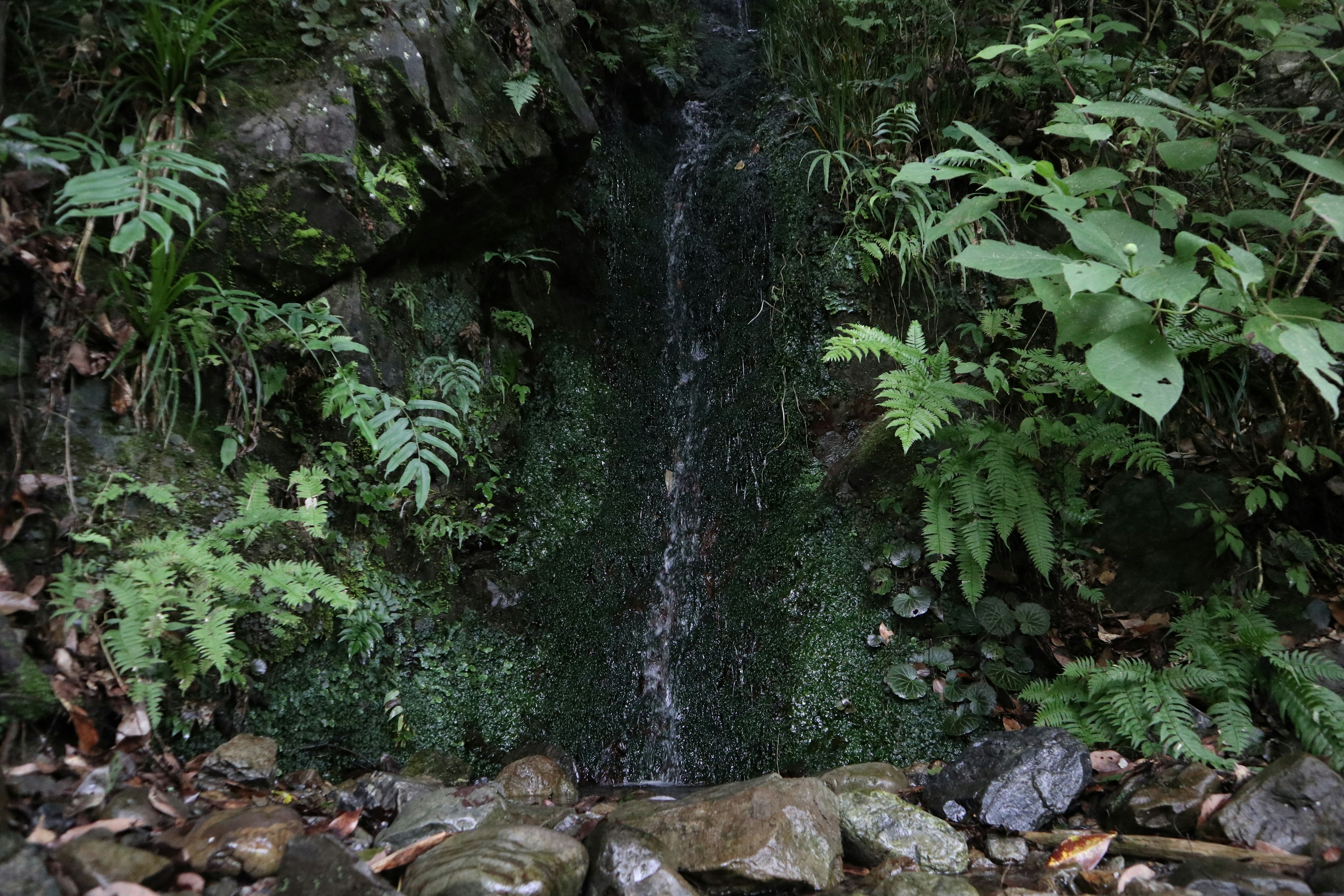 Kleiner Wasserfall, der durch Felsen in einer üppigen Waldlandschaft fließt