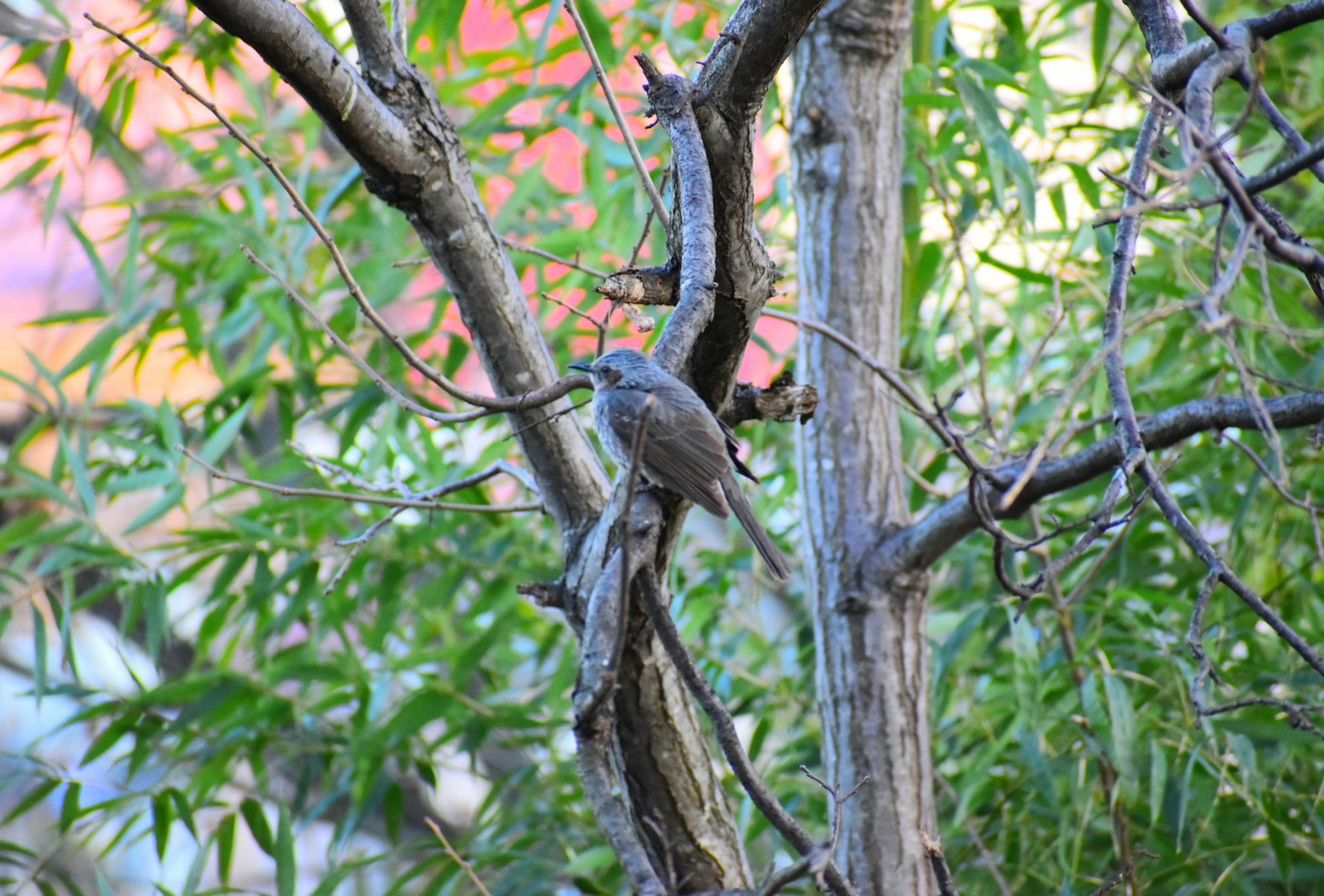 Un petit oiseau perché parmi des bambous verts