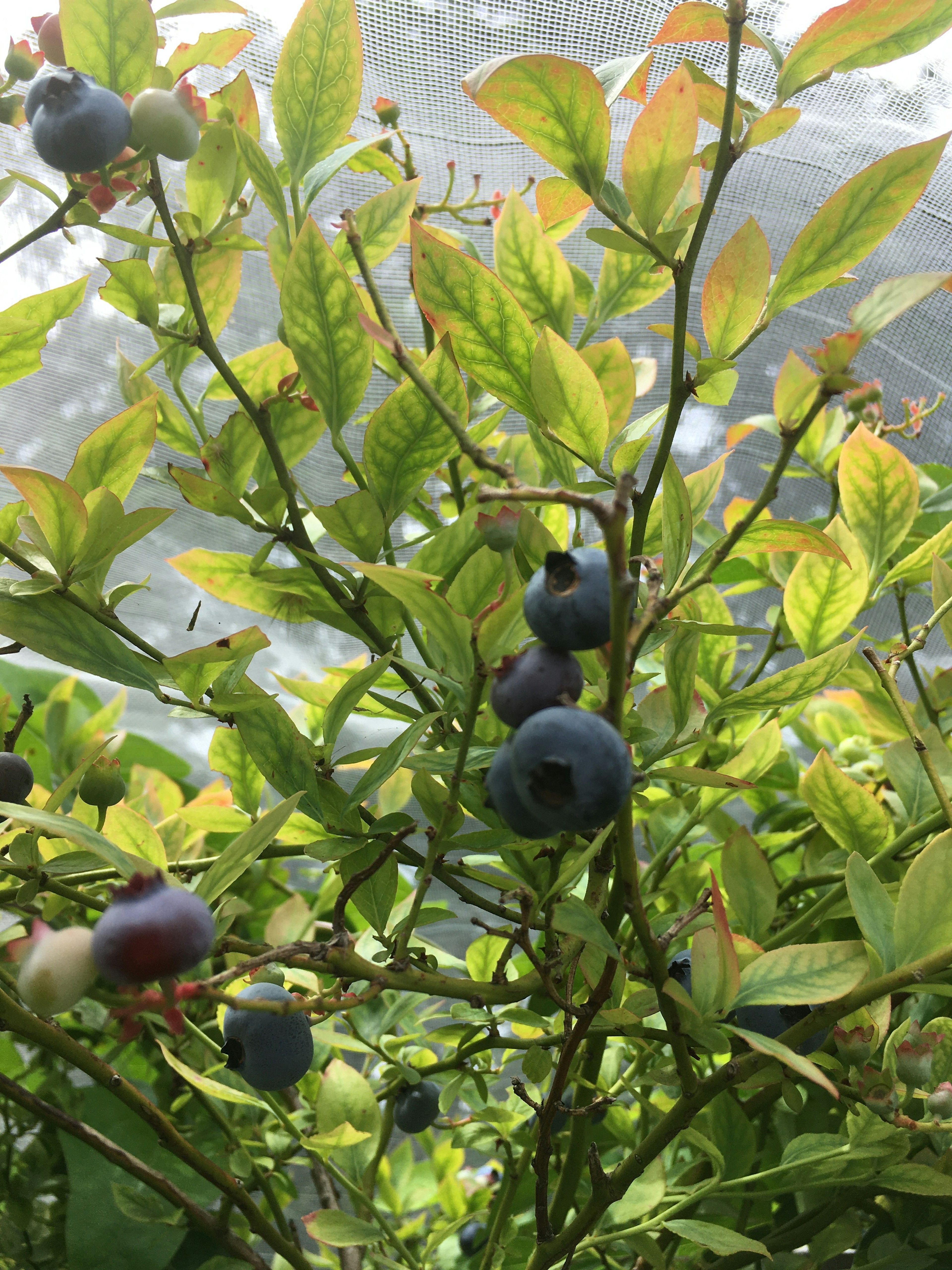 Close-up of blueberry plant with ripe blue berries and green leaves