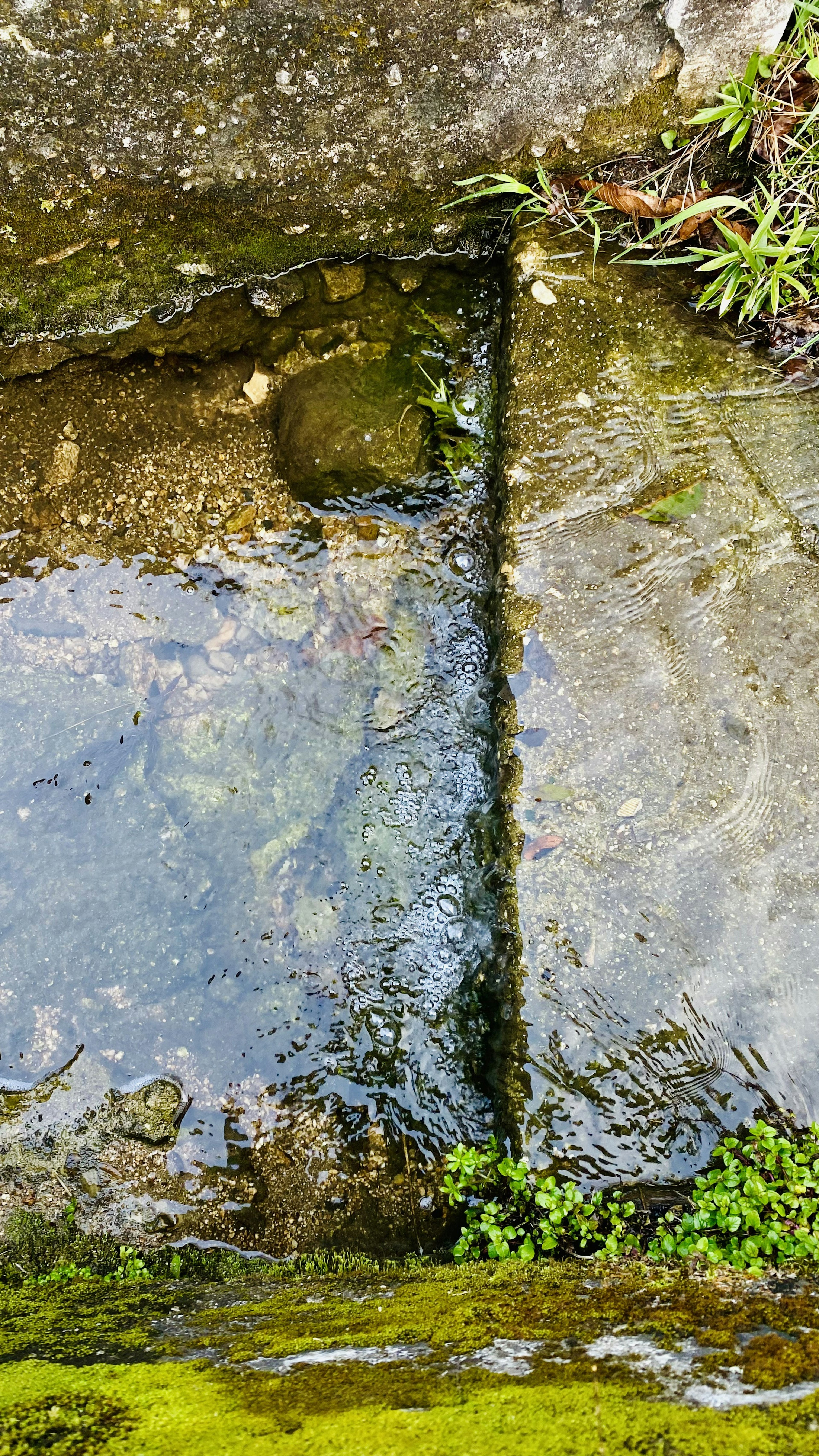 Felsoberfläche mit einer Wasserpfütze und grünem Moos