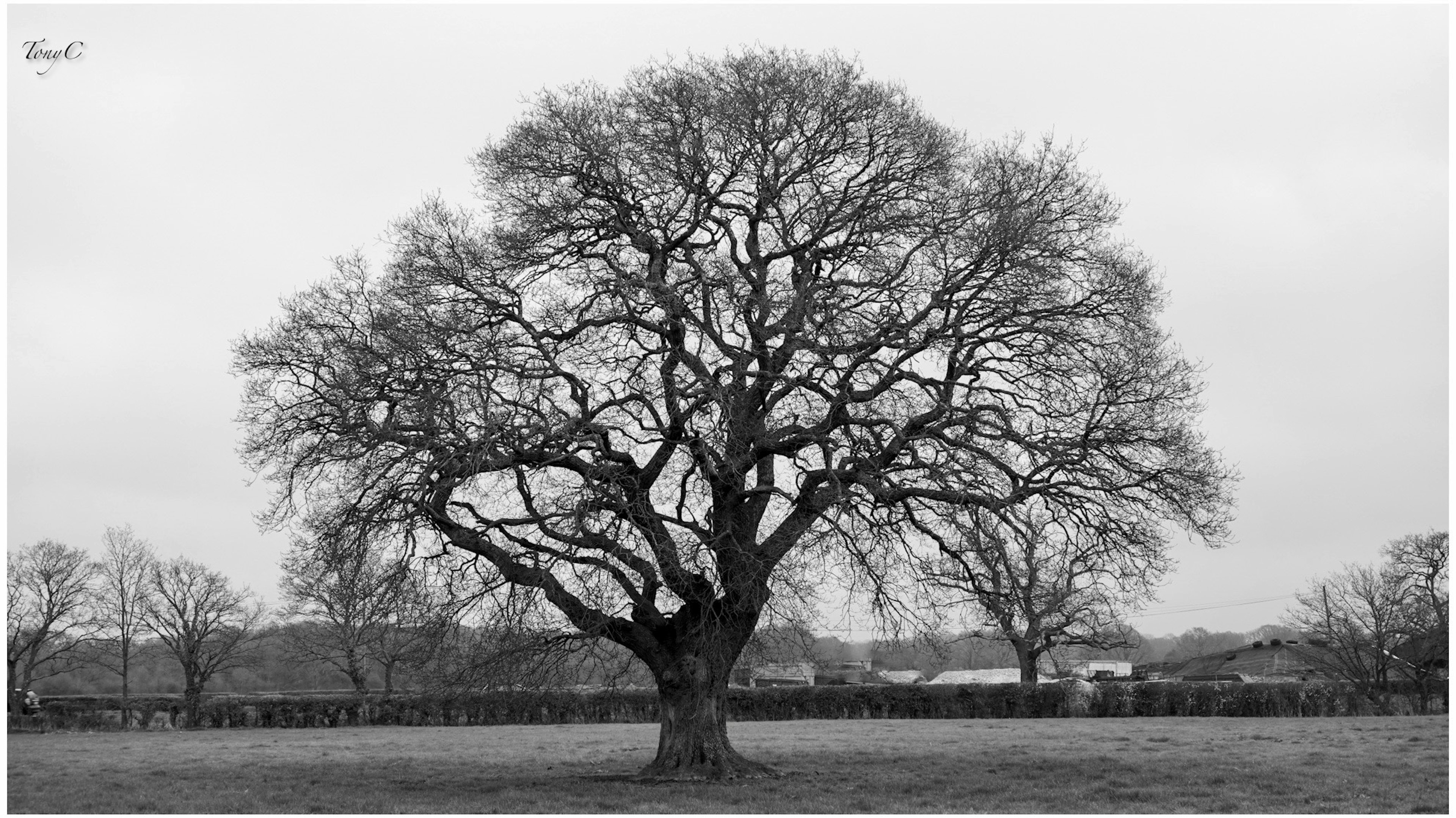 Silhouette eines Winterbaums in einer Landschaft