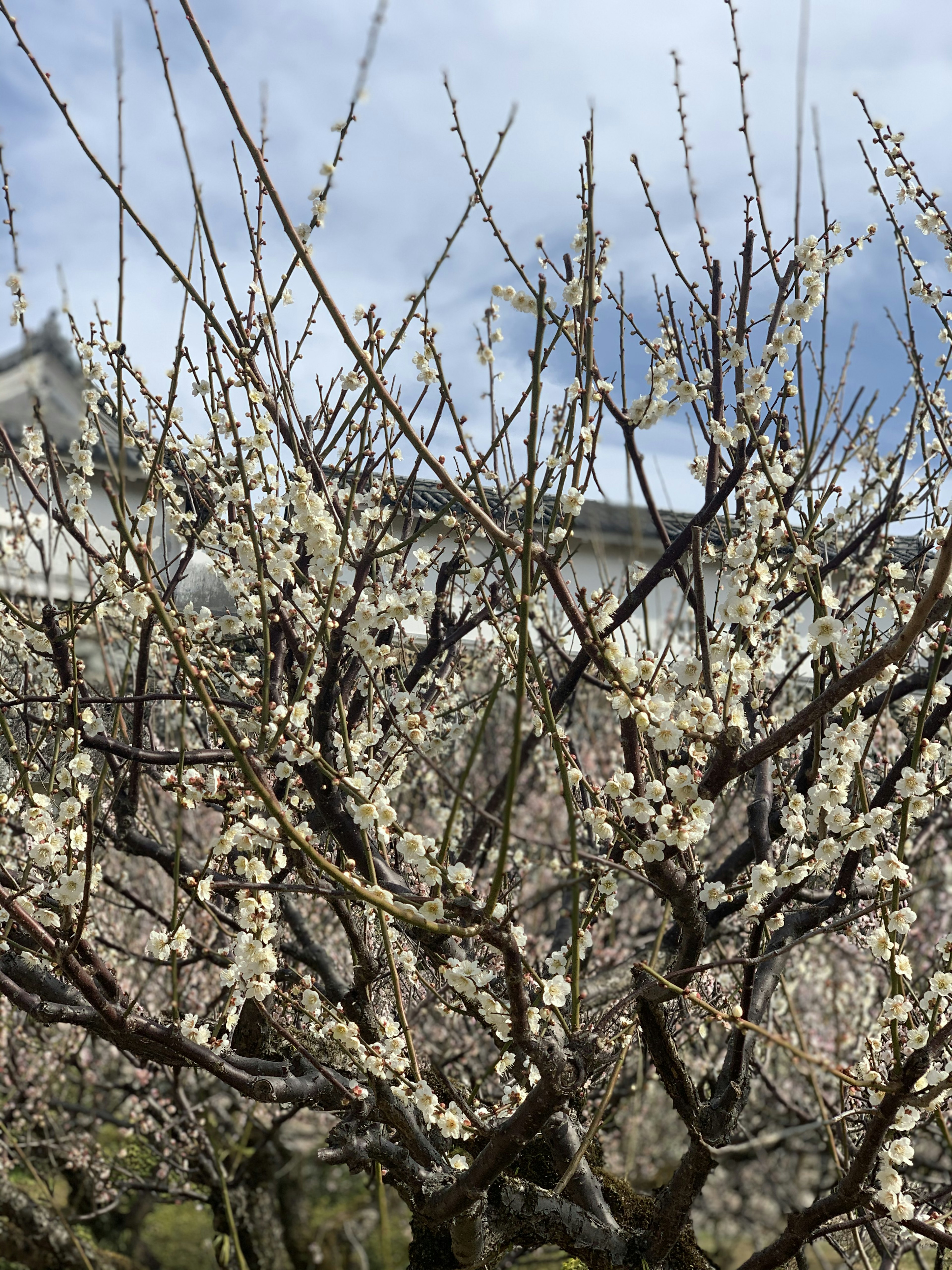 Primo piano di un albero di prugne con fiori bianchi