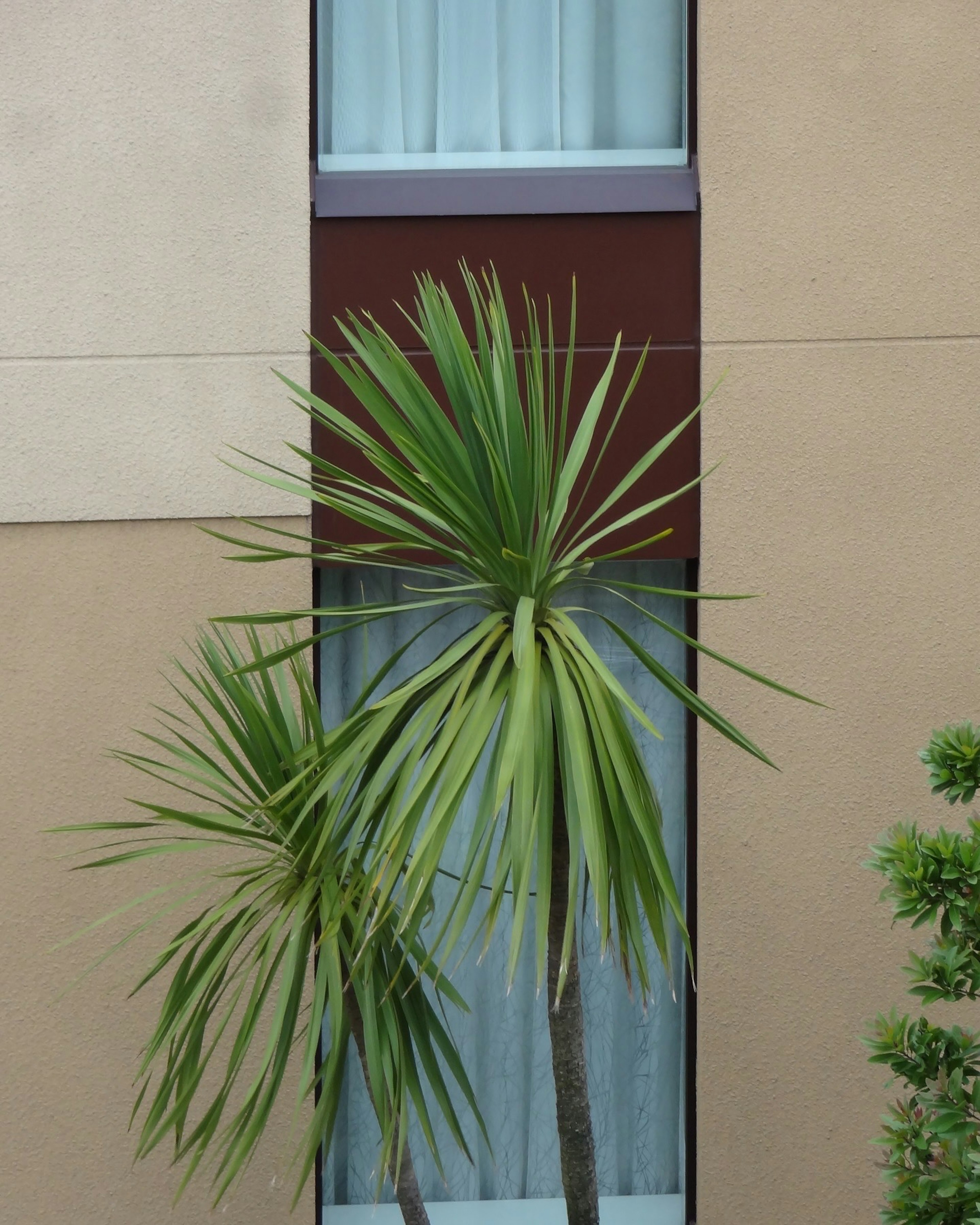 A building section with a window and palm trees in front