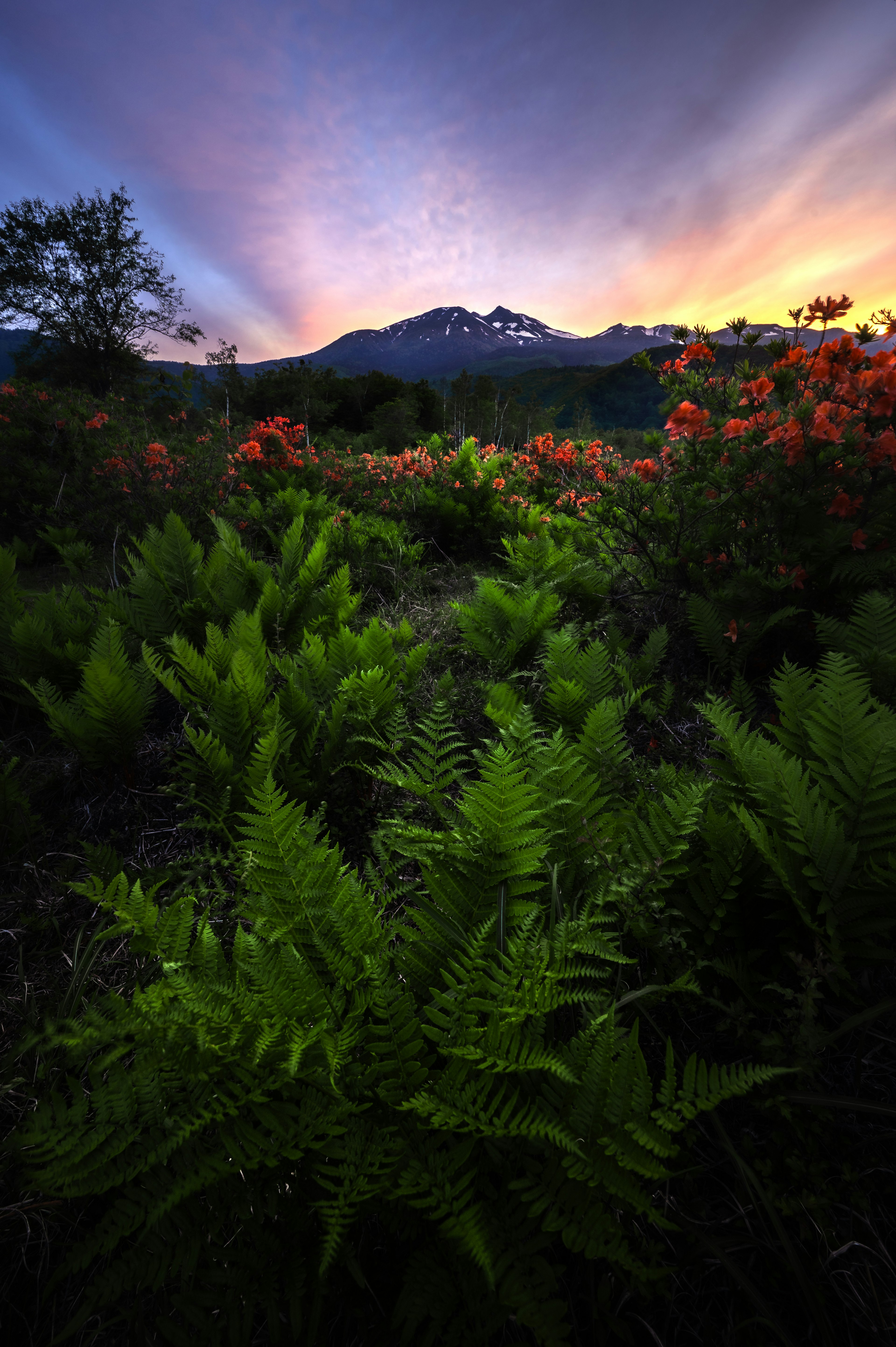 緑のシダとオレンジの花が咲く風景の中に山が見える夕暮れのシーン