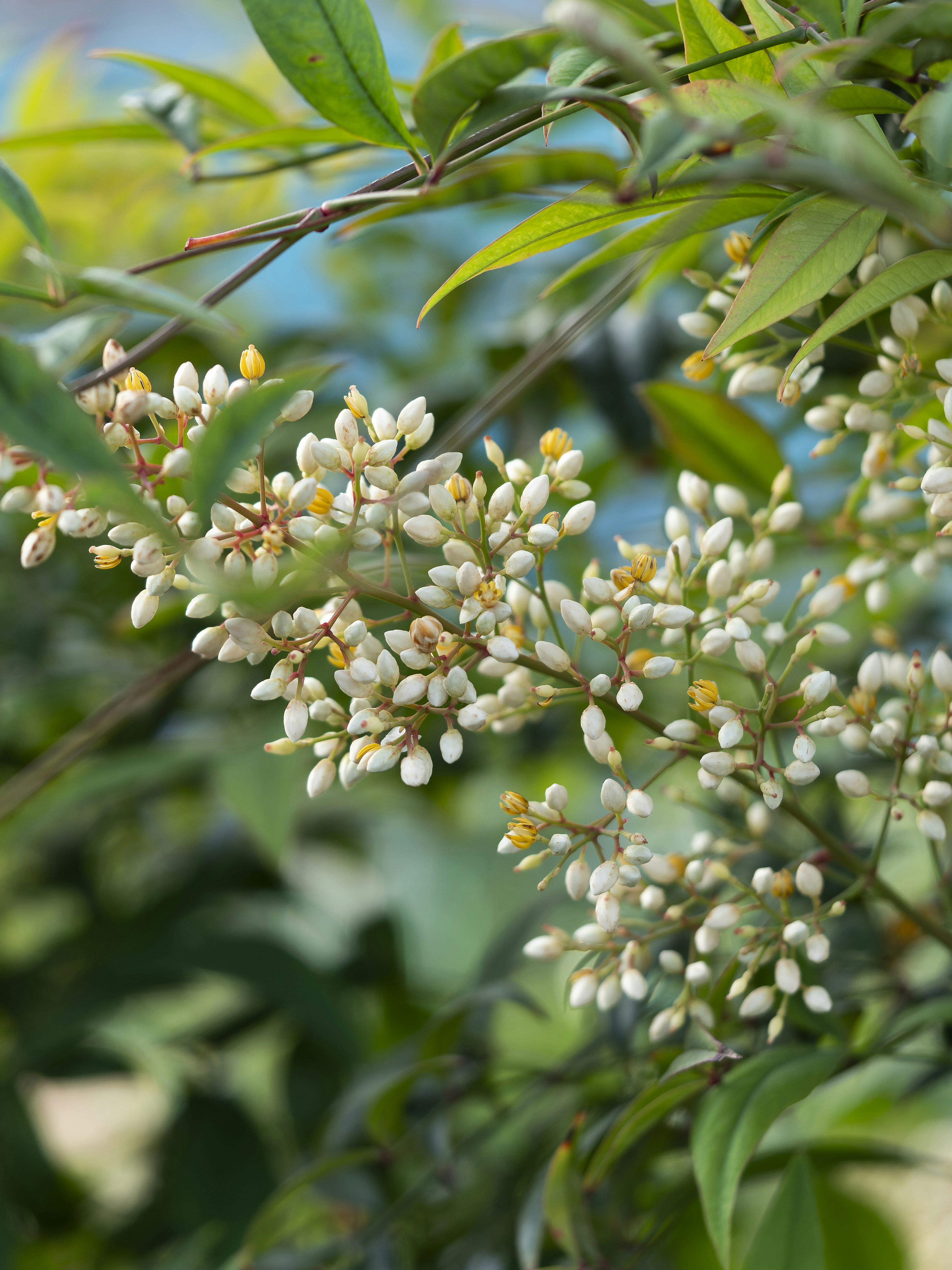 Gros plan d'une plante avec des feuilles vertes et des grappes de boutons floraux blancs