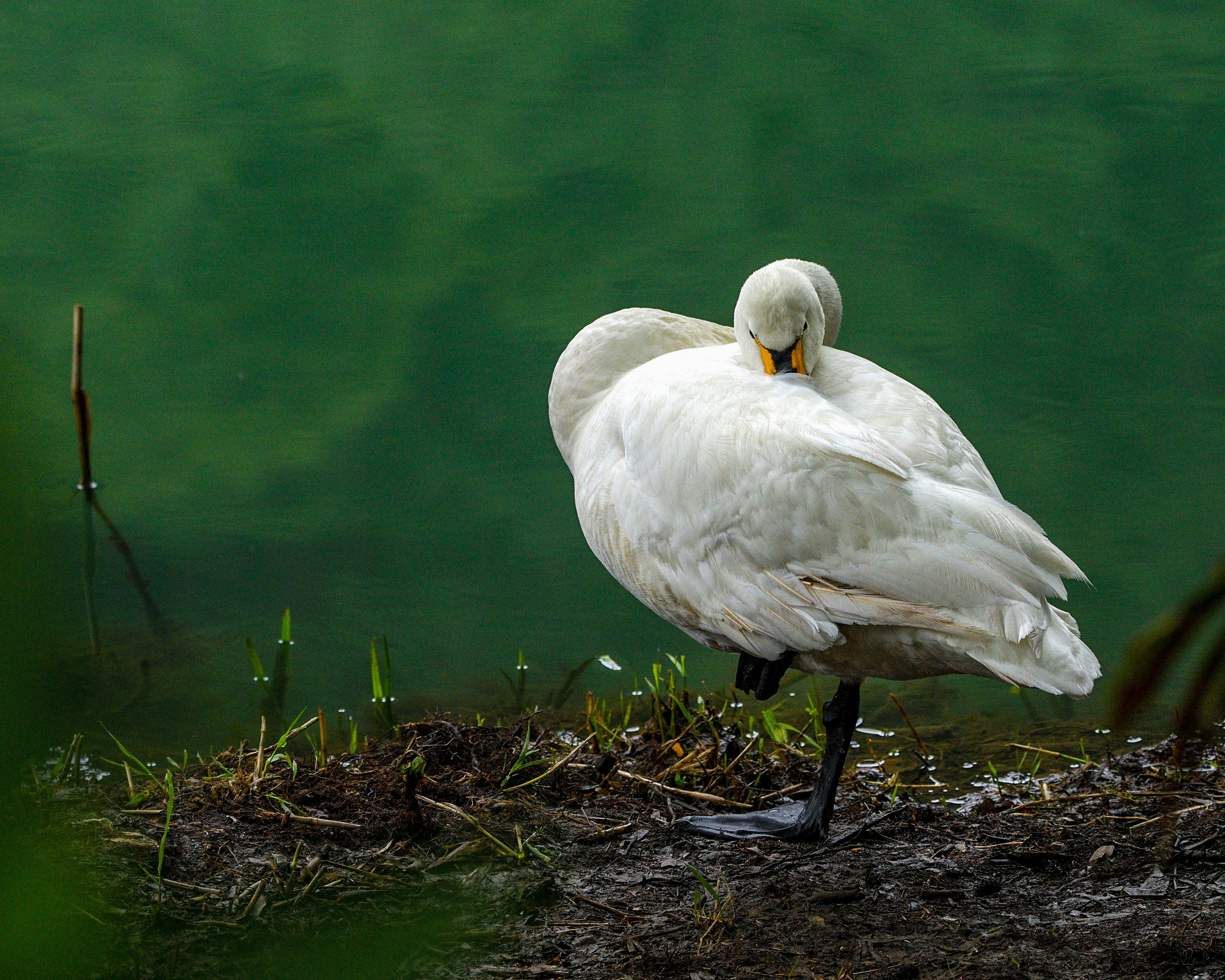 A swan standing on one leg near a green water surface