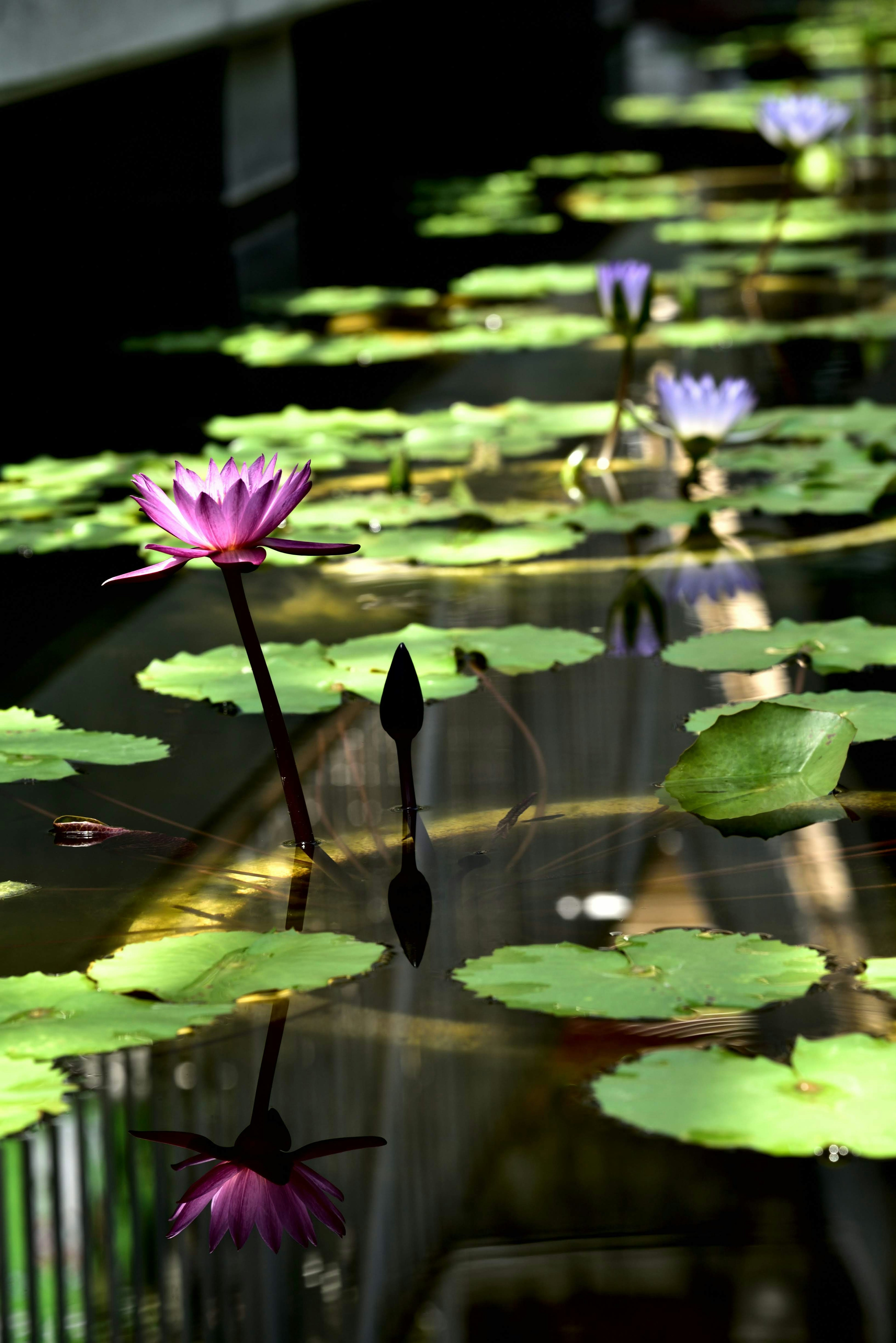 Bella scena di fiori di loto e foglie che galleggiano sull'acqua