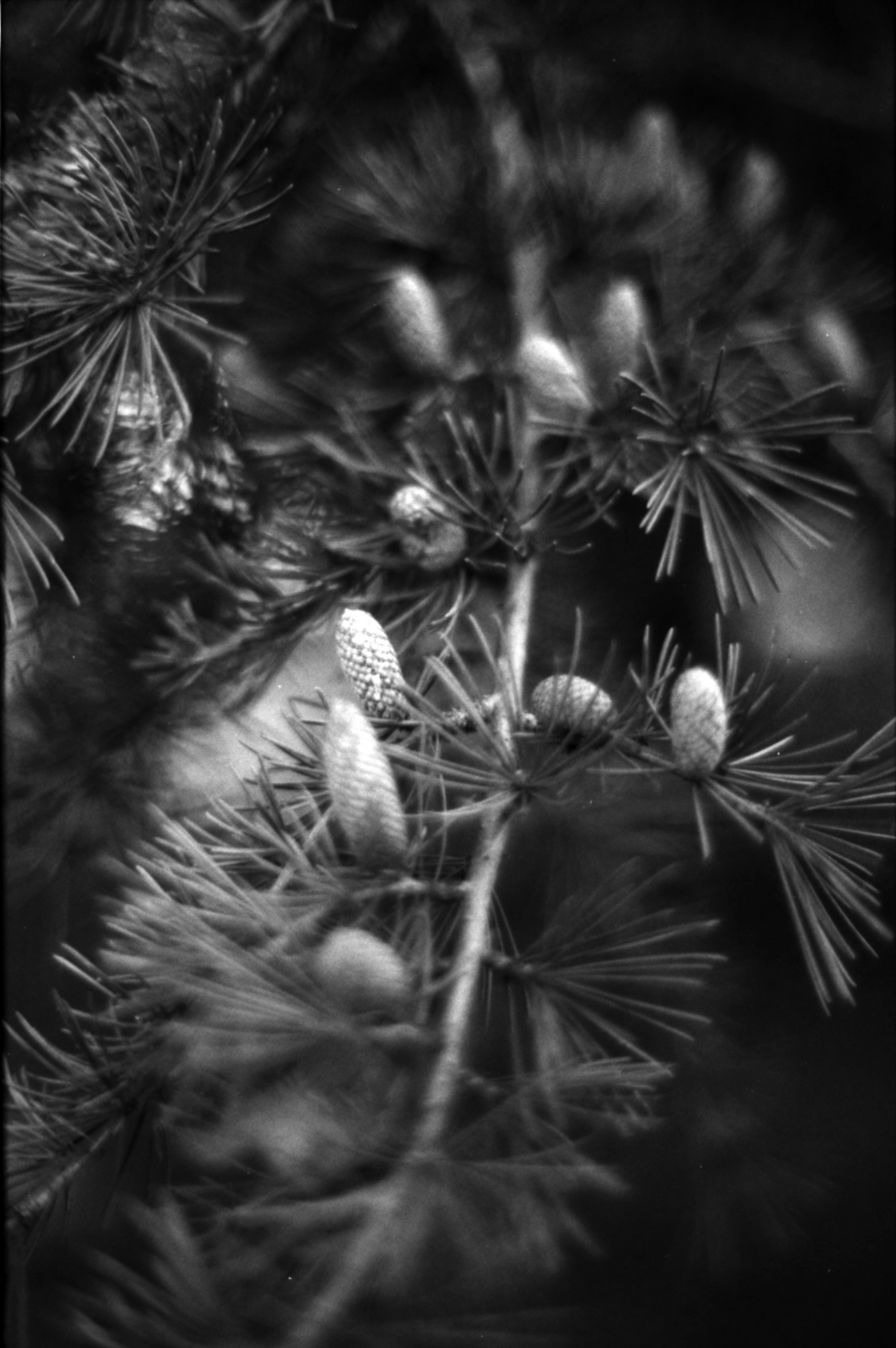 Black and white close-up of conifer branch with new pine cones and needles