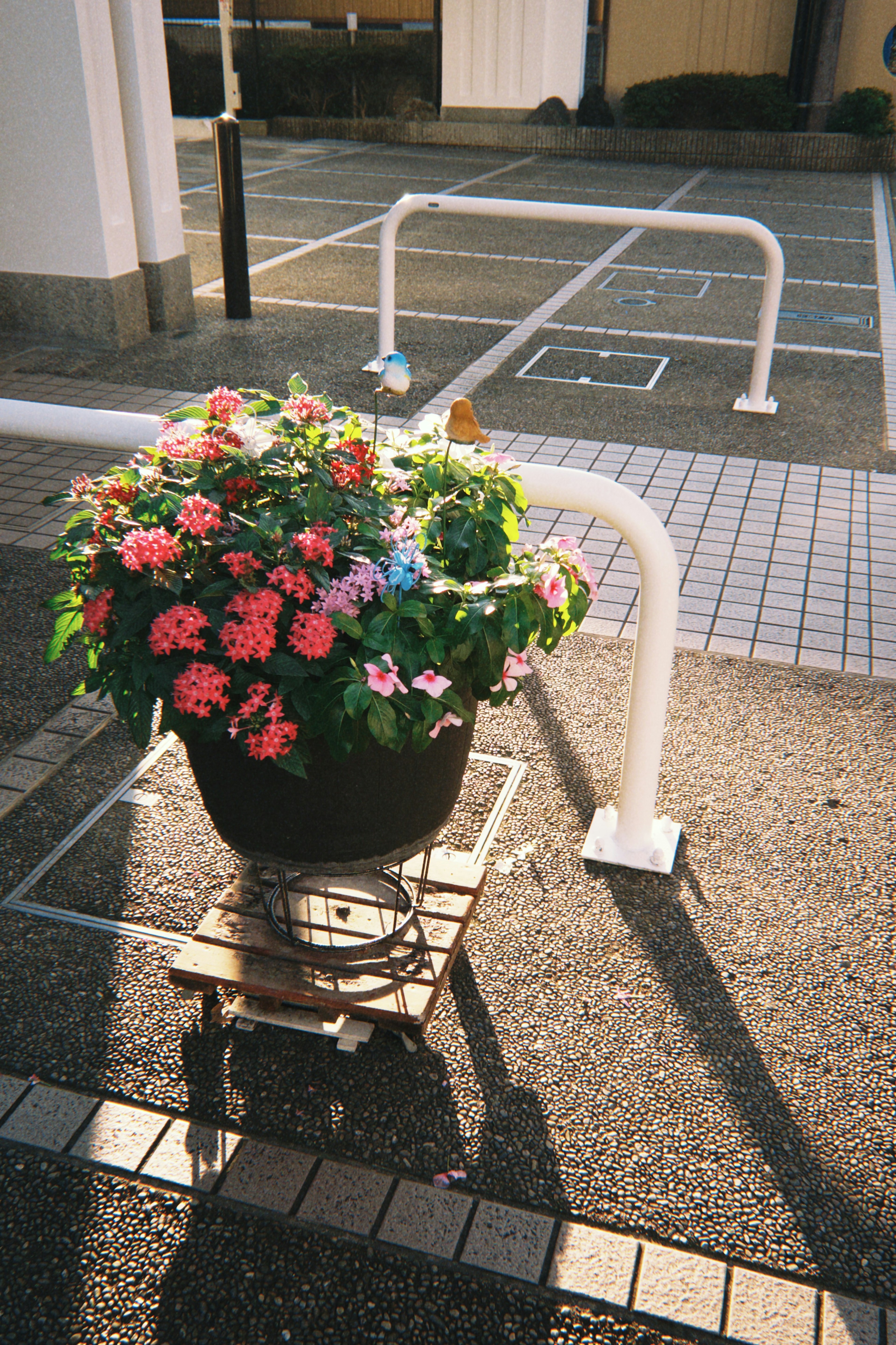 Maceta de flores coloridas colocada en una escena de estacionamiento pavimentado