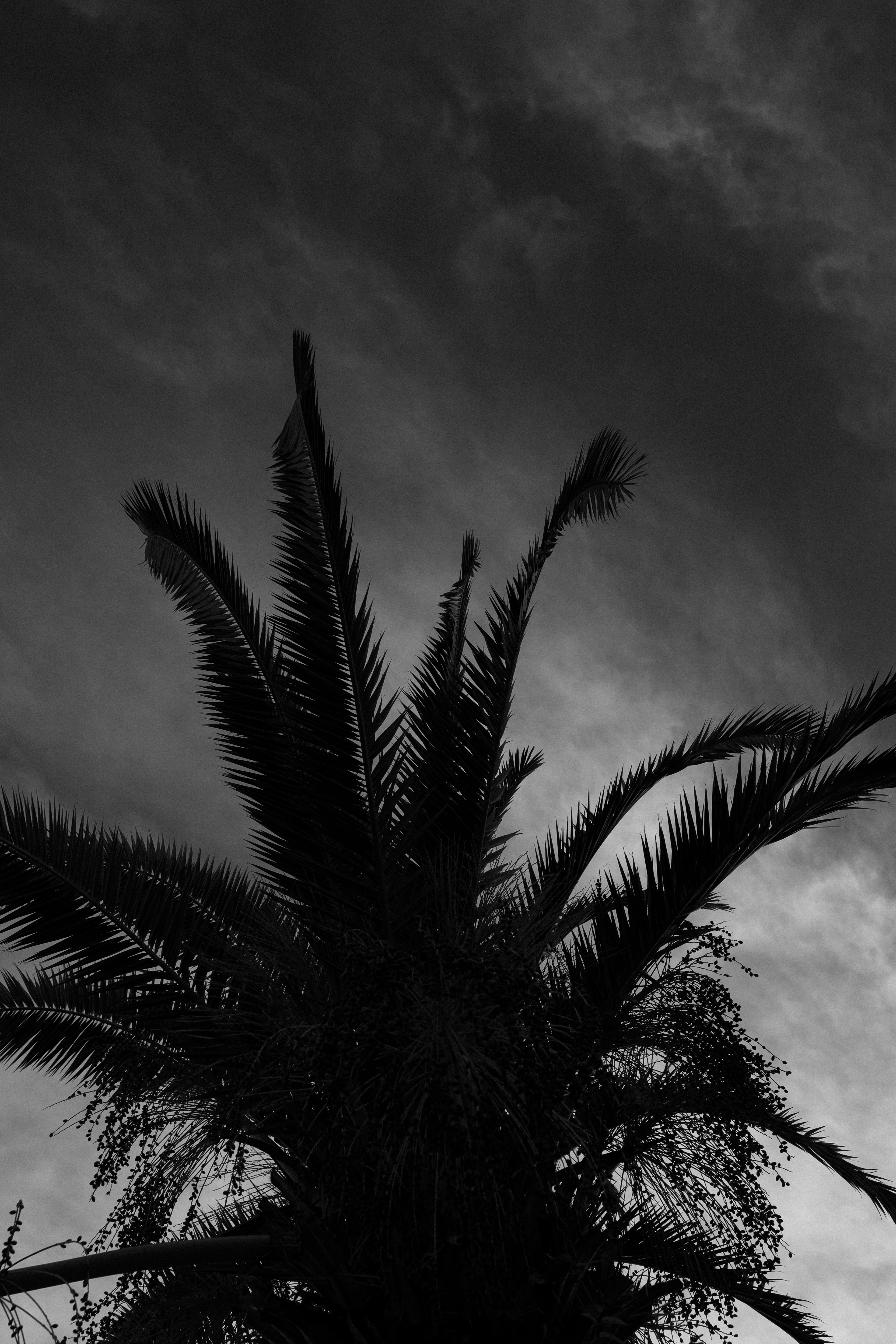 Silhouette of a palm tree against a dark sky