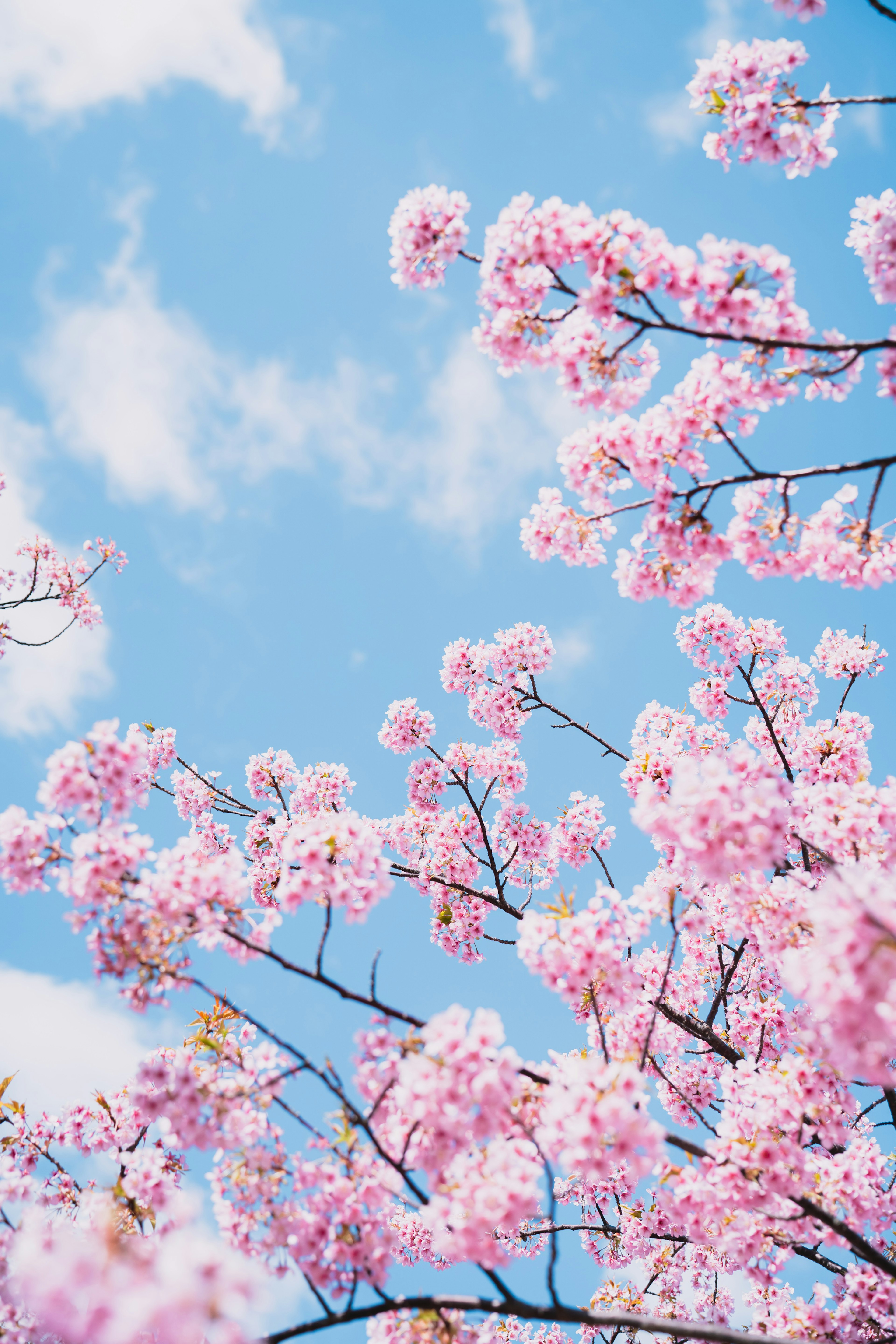 Kedekatan bunga sakura dengan latar belakang langit biru