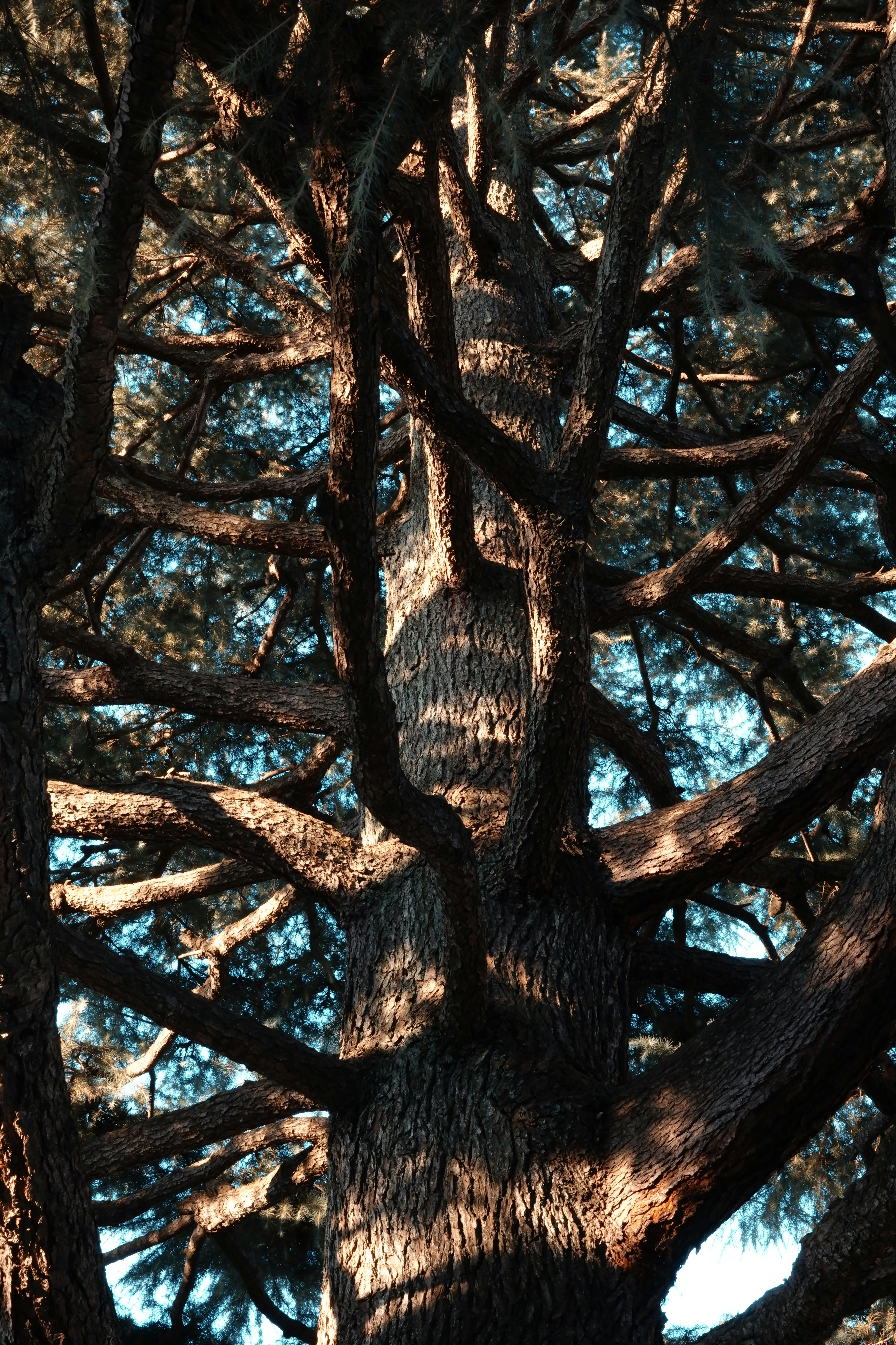 Image d'un grand arbre avec un tronc et des branches éparpillés