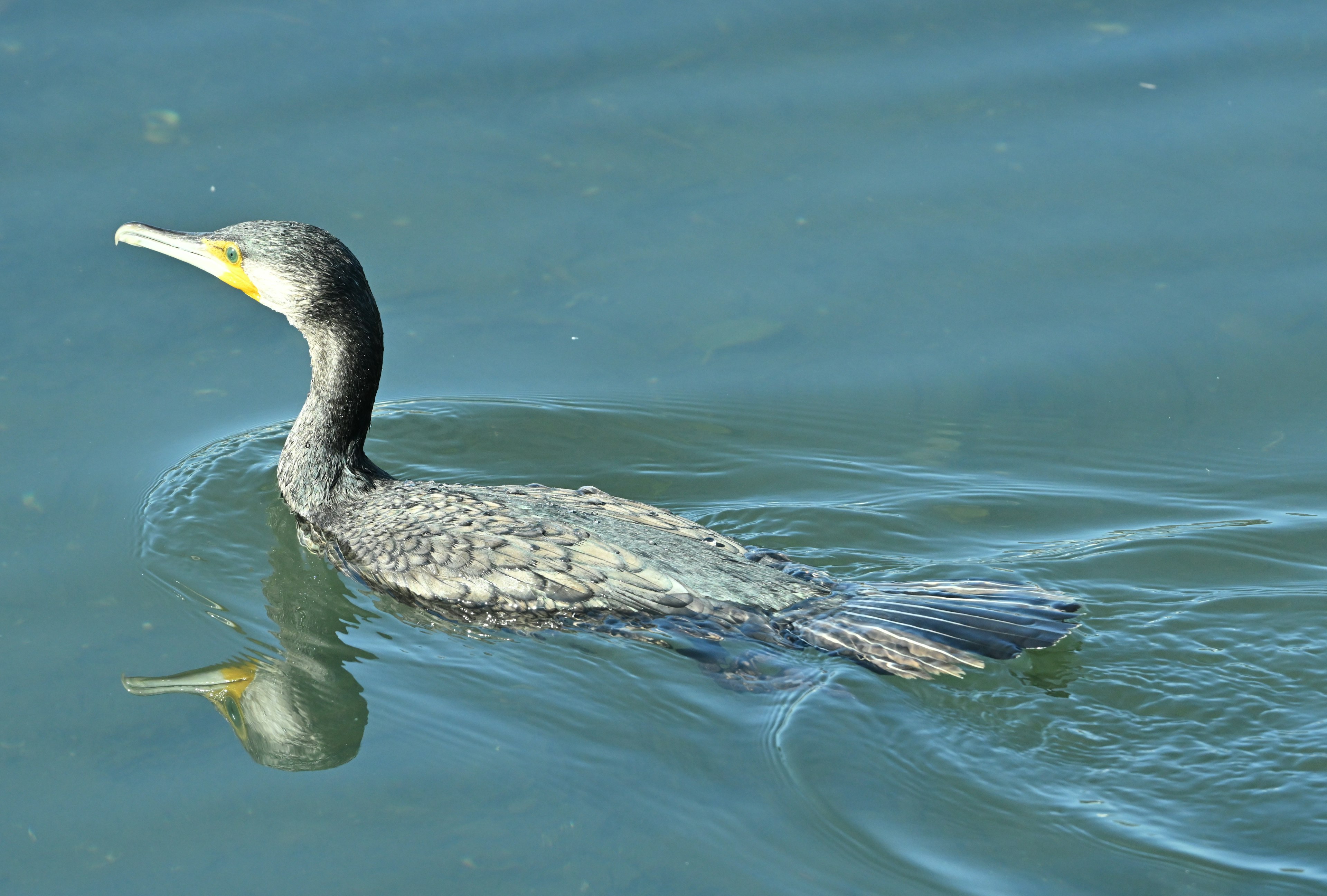 Un cormoran nageant à la surface de l'eau