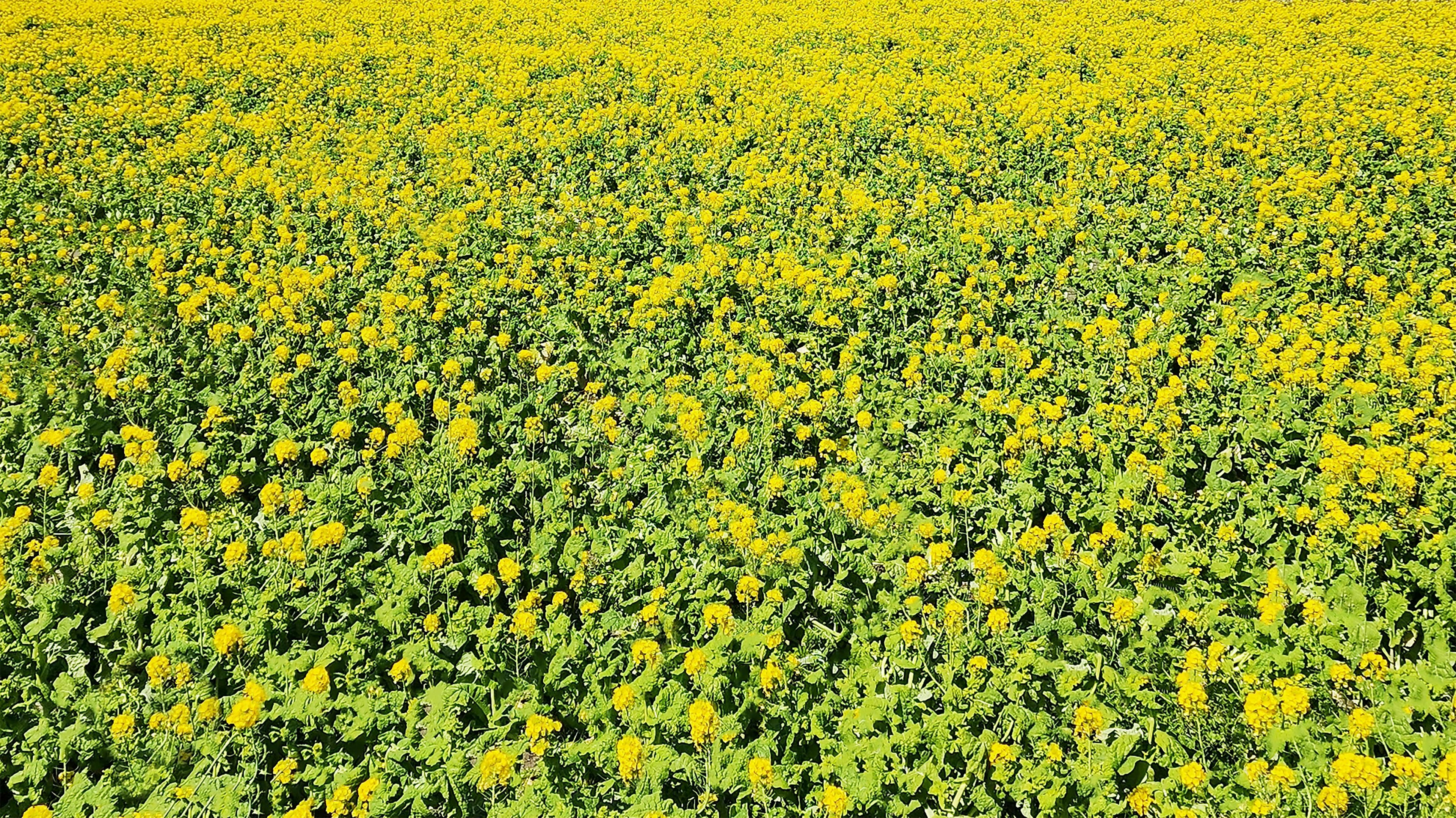 Vaste champ de fleurs jaunes et de feuilles vertes