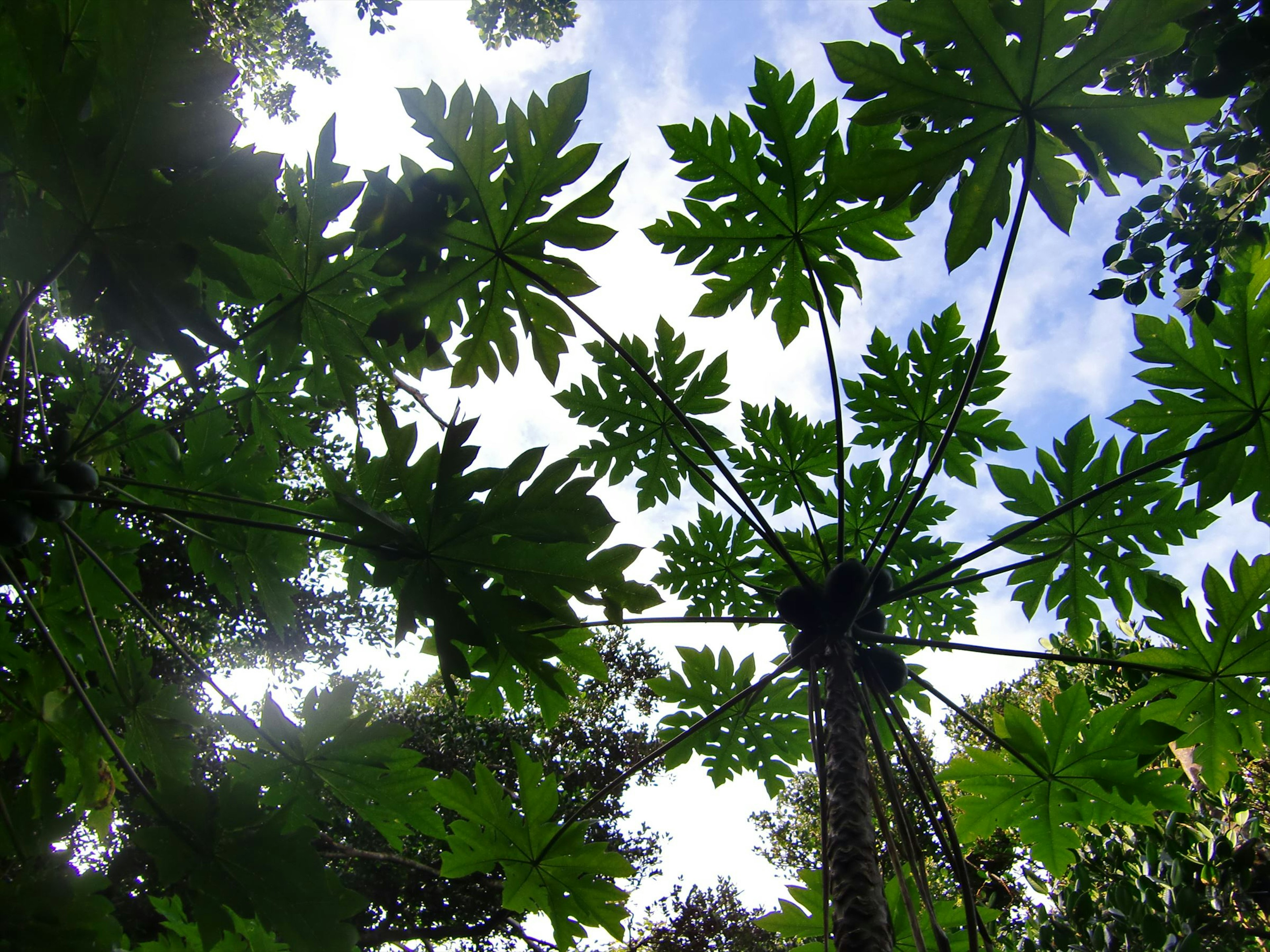 Pemandangan daun pepaya di latar belakang langit biru di hutan lebat