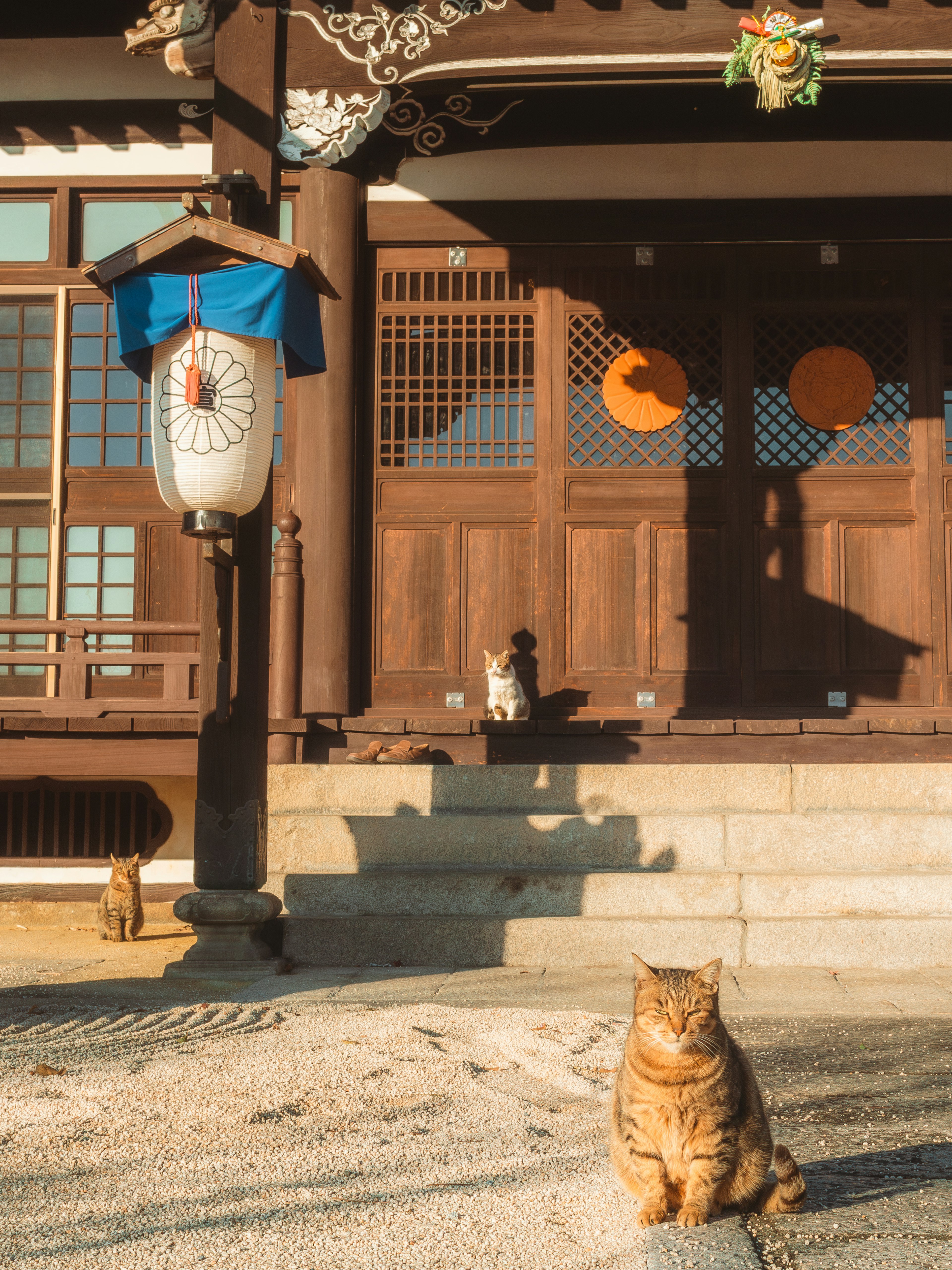 Gatto seduto davanti a un tempio tradizionale con architettura in legno