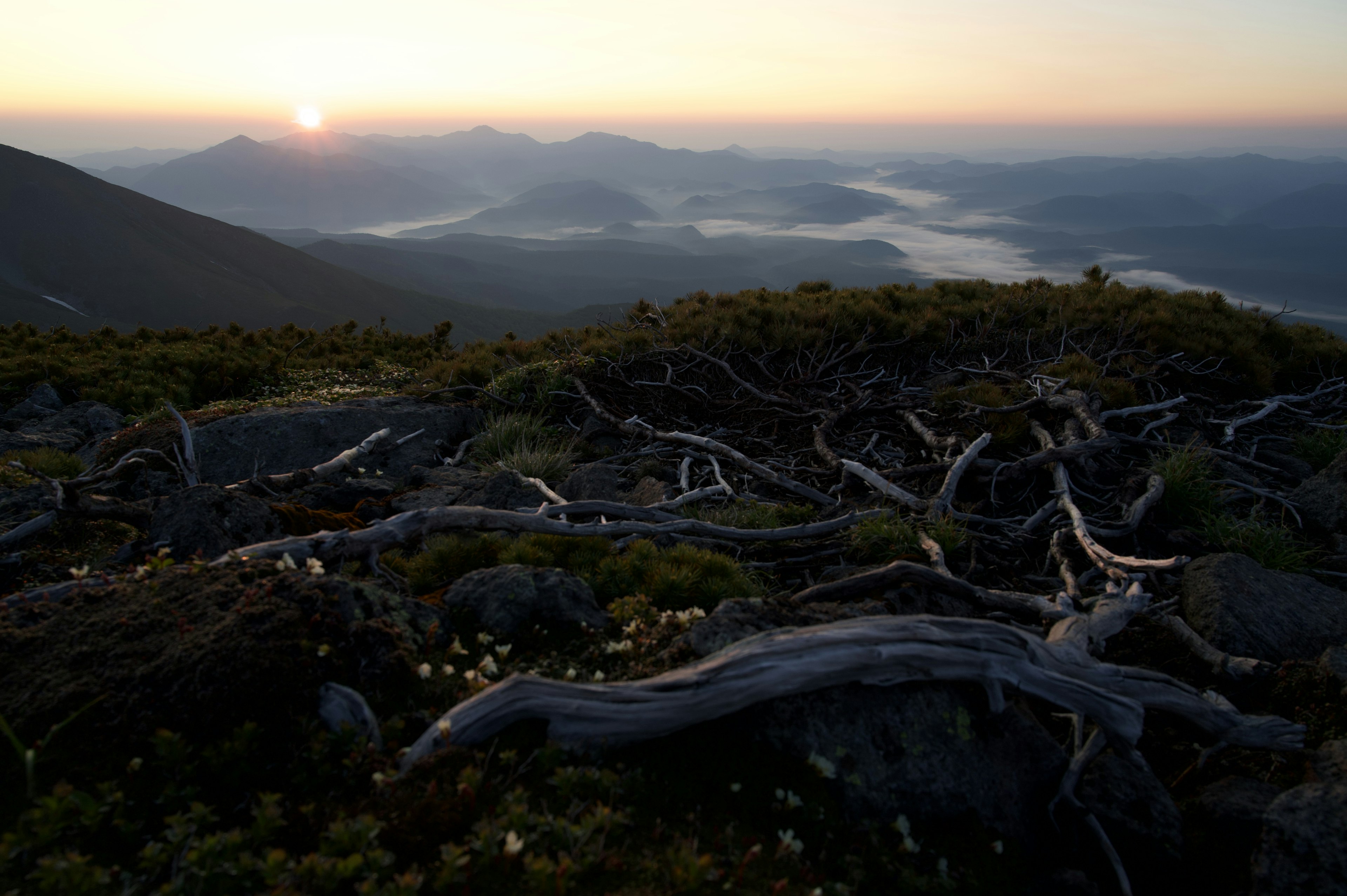 朝日が昇る山の風景枯れた木の根と緑の植物