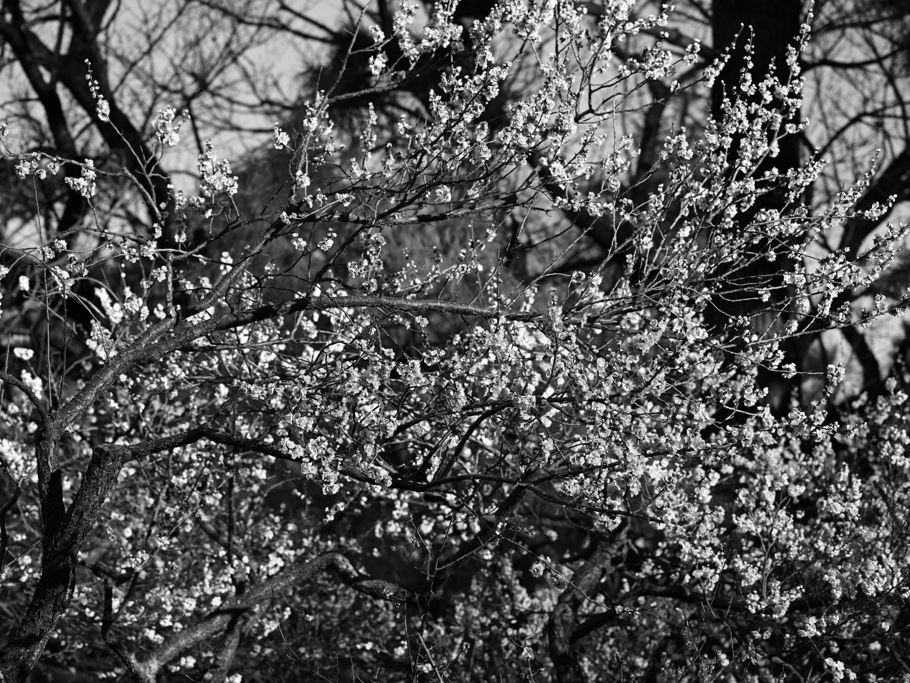 Black and white image of flowering branches and leaves