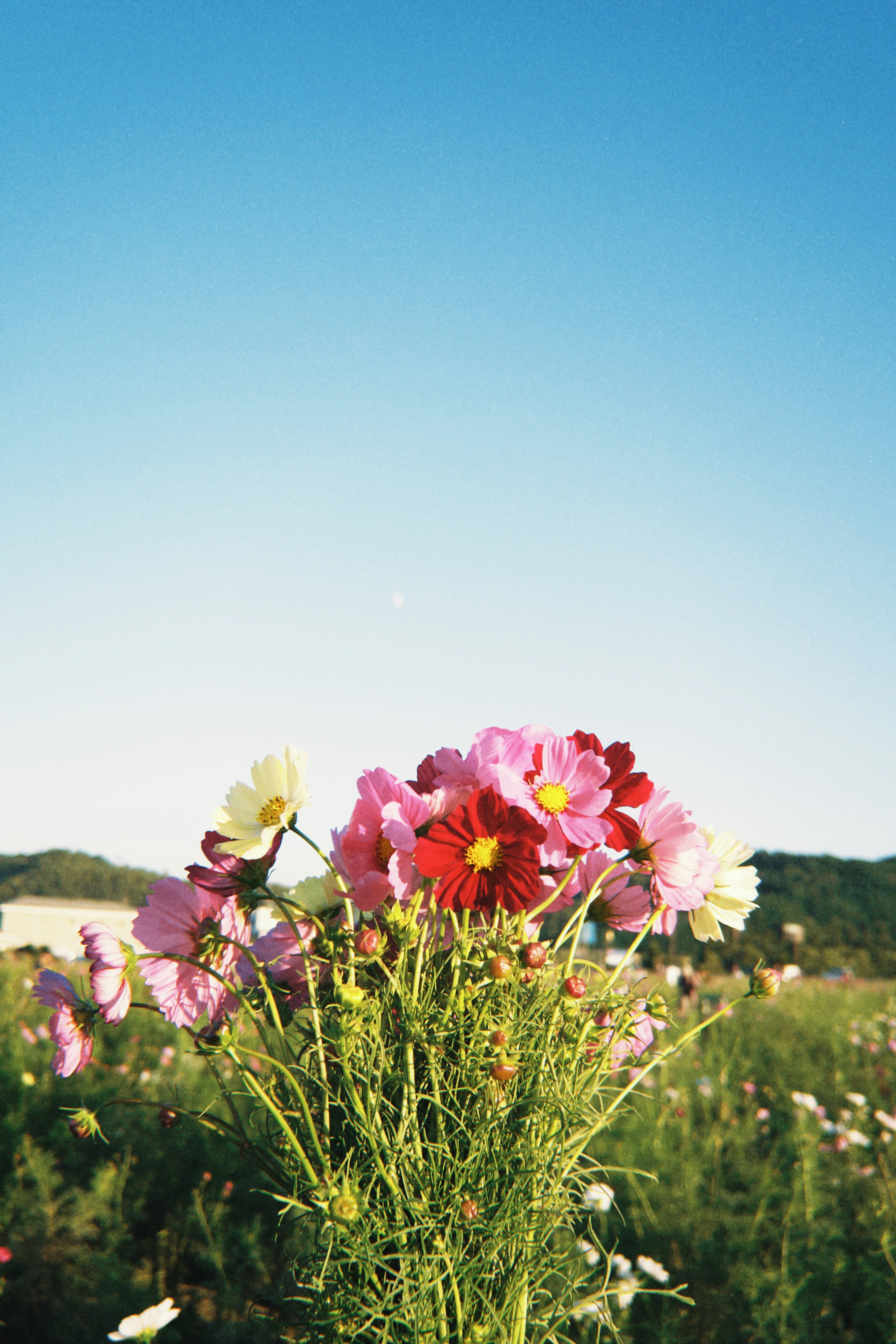 Ein Strauß bunter Blumen unter einem blauen Himmel