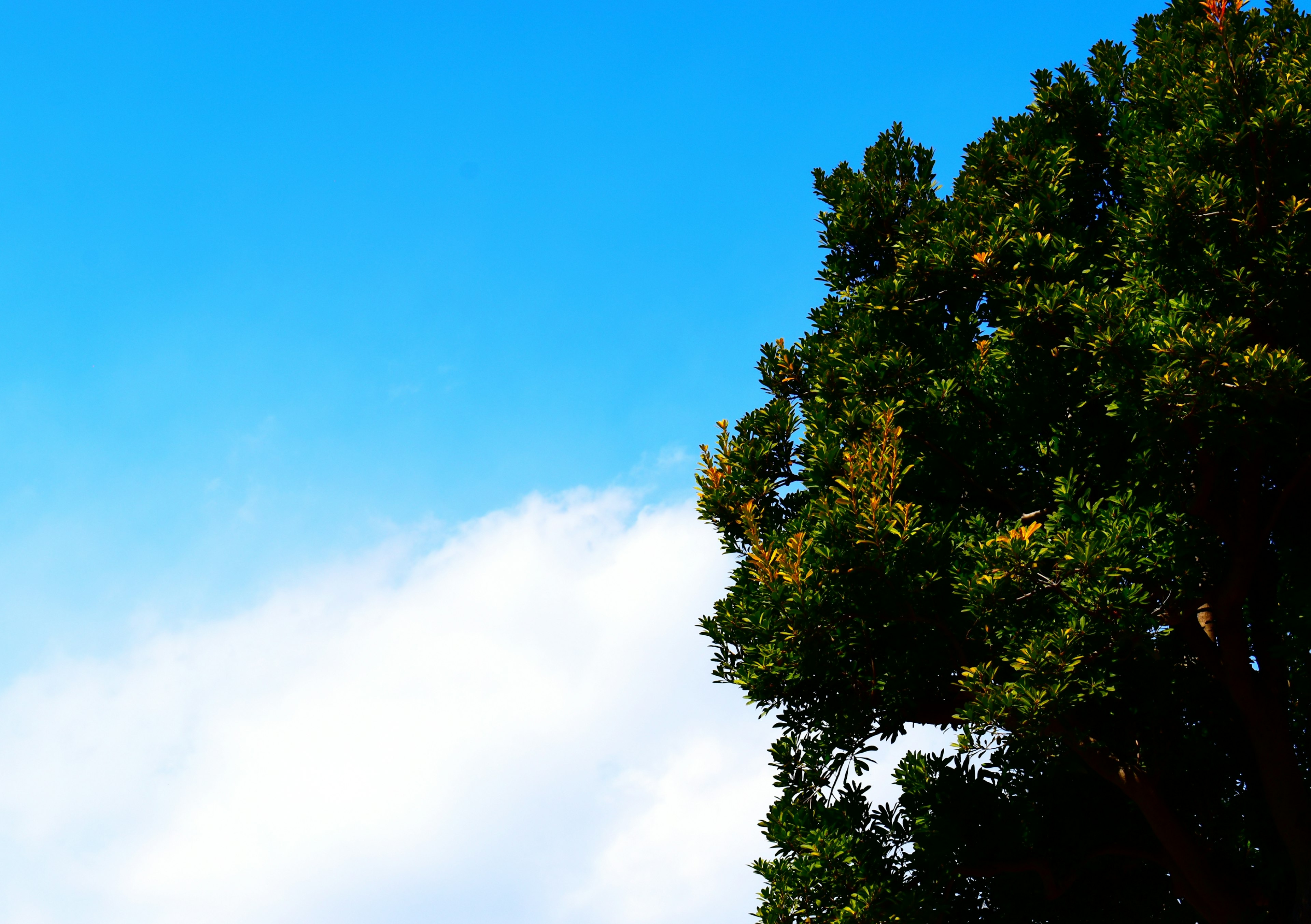 Green tree branches against a bright blue sky with clouds