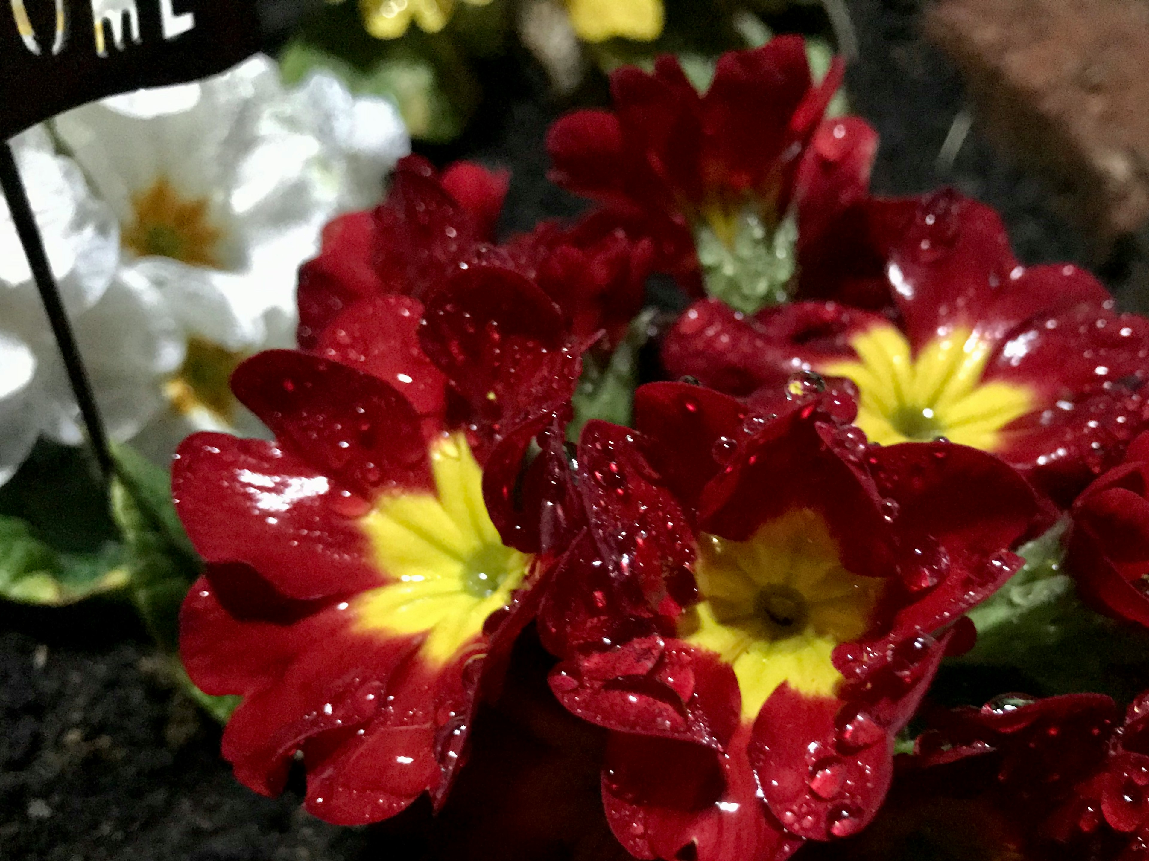 Flores rojas y amarillas con gotas de agua